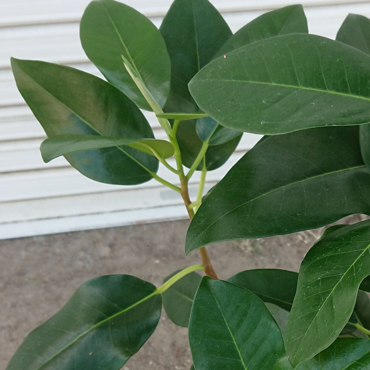 フランスゴム7号 | 中島園芸