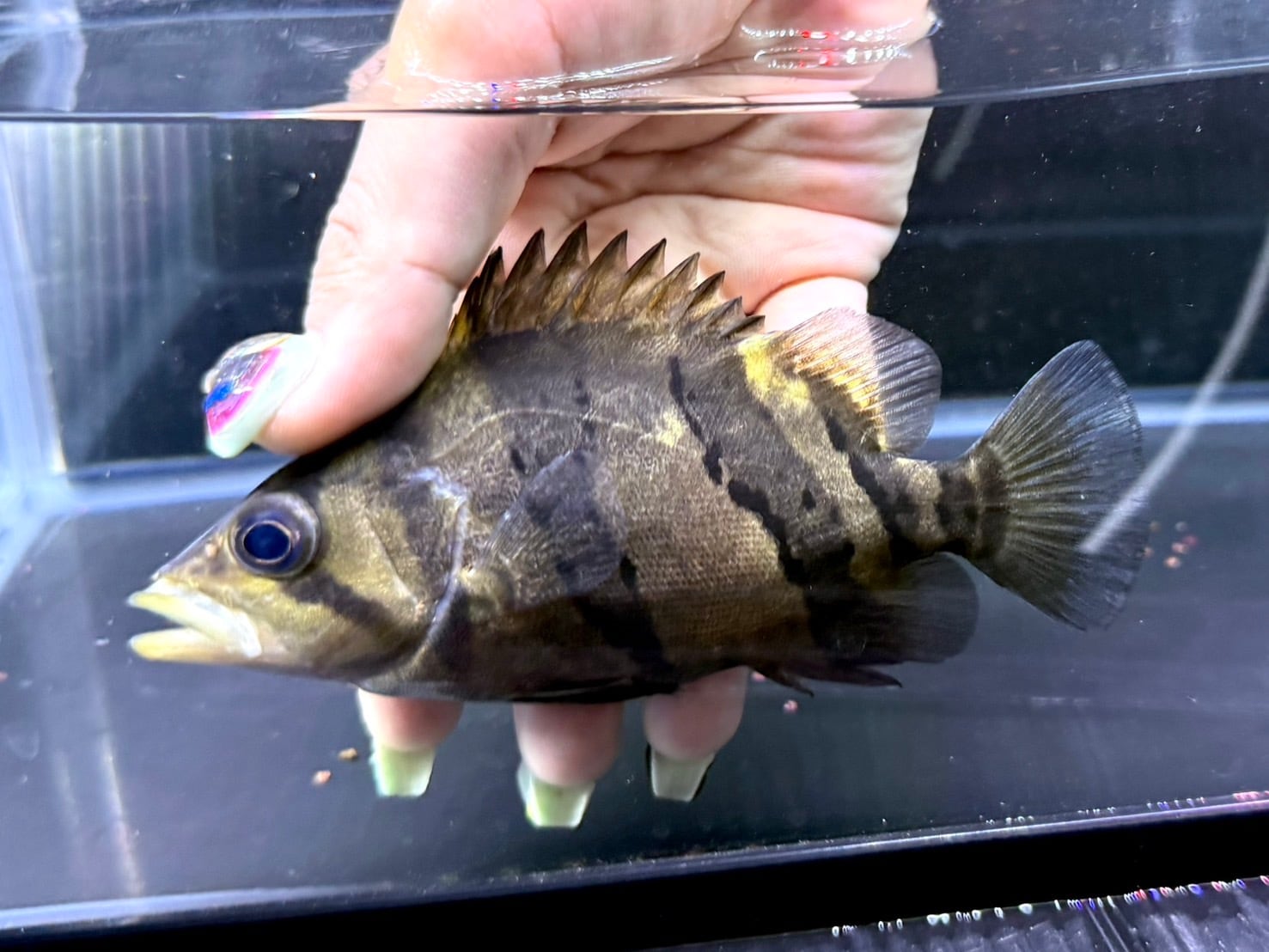 ダトニオリアルバンド（シミあり） 第一回 ダトニオリアルバンド シミ調査報告？ | 30代リーマンの大型魚