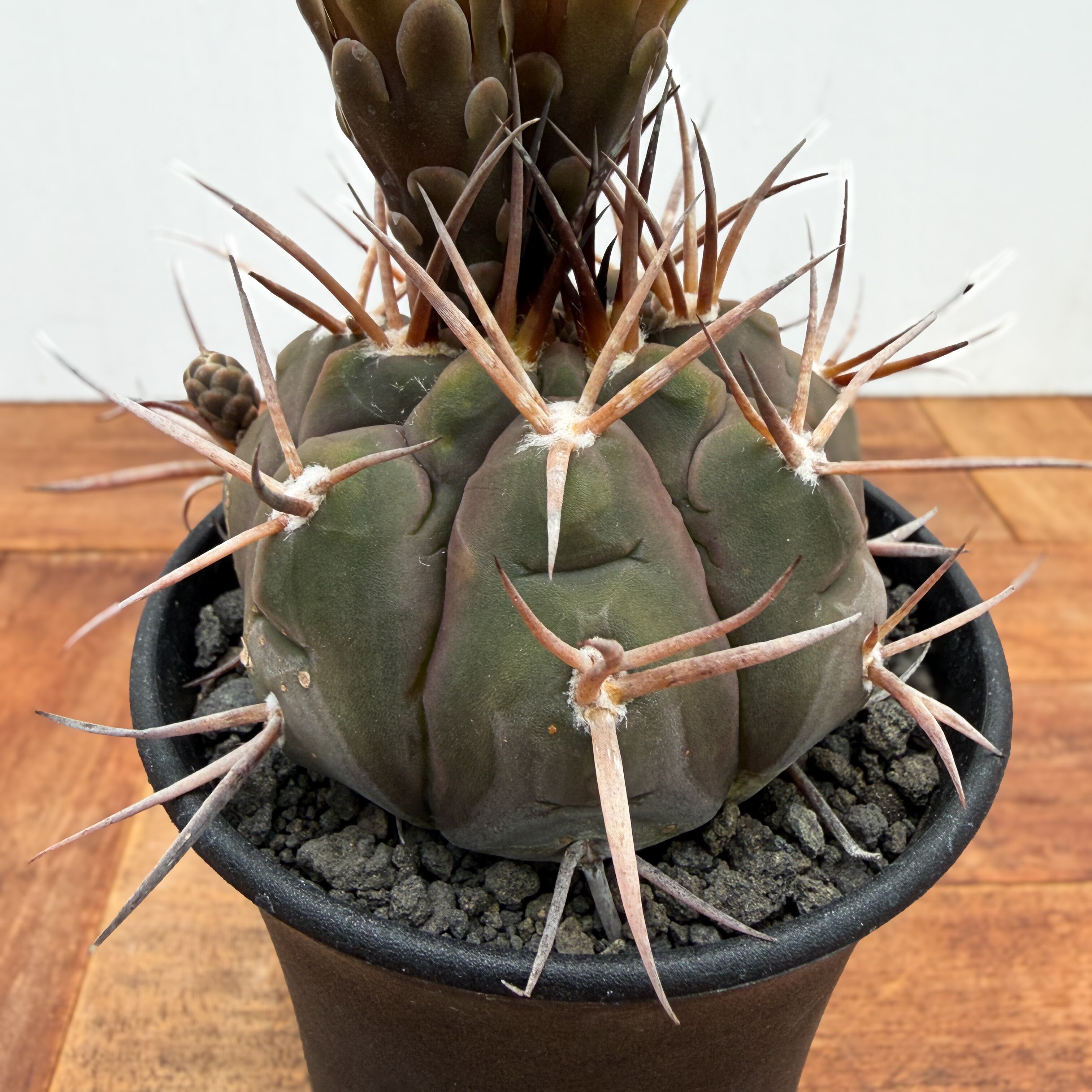 Gymnocalycium mazanense【ギムノカリキウム・守金魔天竜】 | RIMO'S