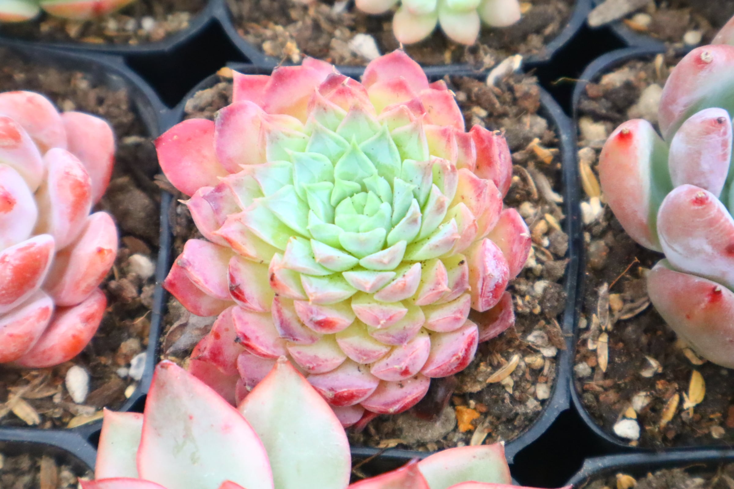 アエオニウム・魅金ローズ錦 約15cm | 二代目大和高原の多肉屋