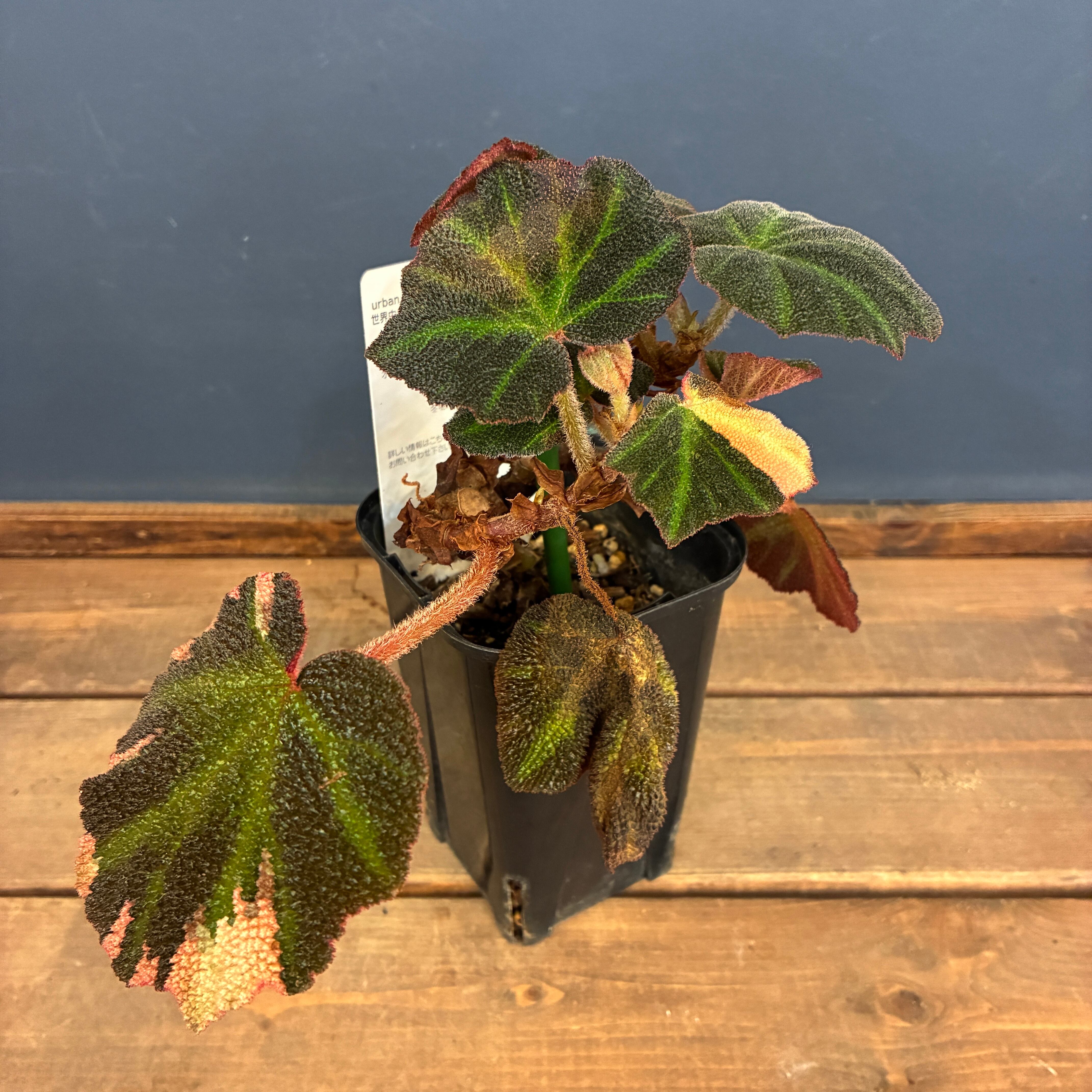 稀有種】フィロデンドロン レッドコンゴ Philodendron Red Congo