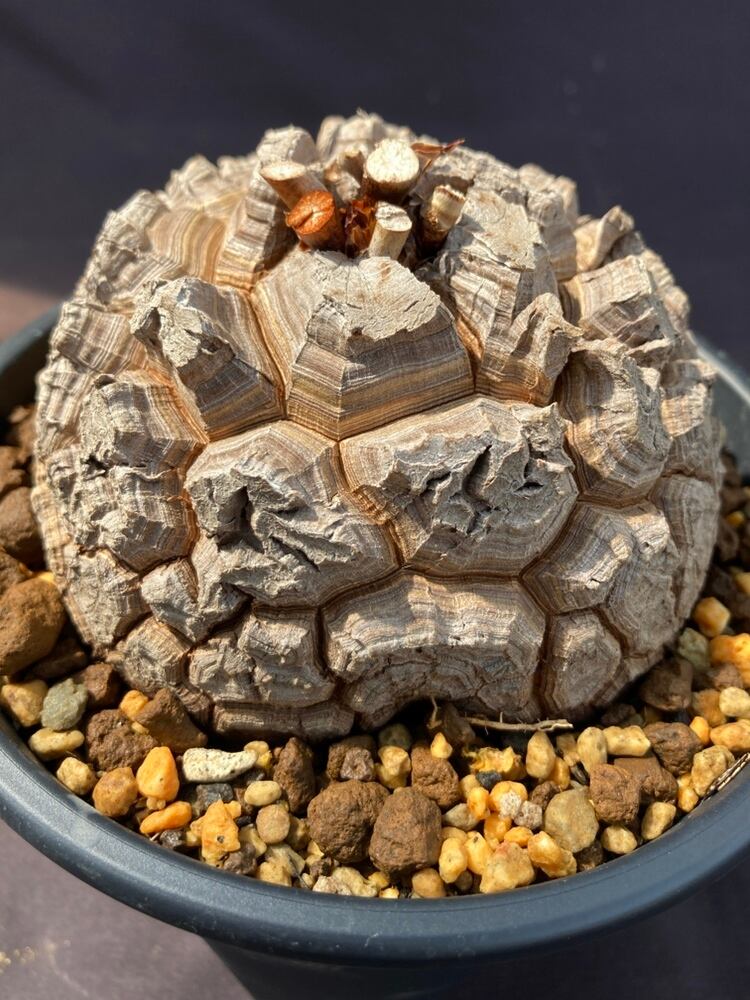 亀甲竜 長谷川園芸 Dioscorea elephantipes 鉢付き 【公式通販】