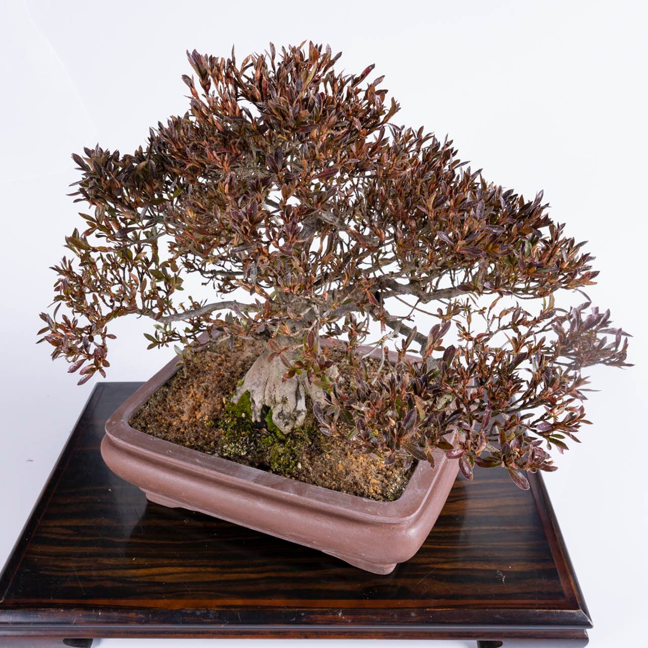 皐月盆栽/光琳 樹齢22年(KN-8)さつき | Bonsai 千鳥屋/盆栽 皐月盆栽/光琳 樹齢22年(KN-8)さつき | Bonsai 千鳥屋/盆栽