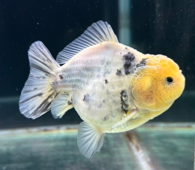 極上!オランダショートテール 極上!オランダショートテール