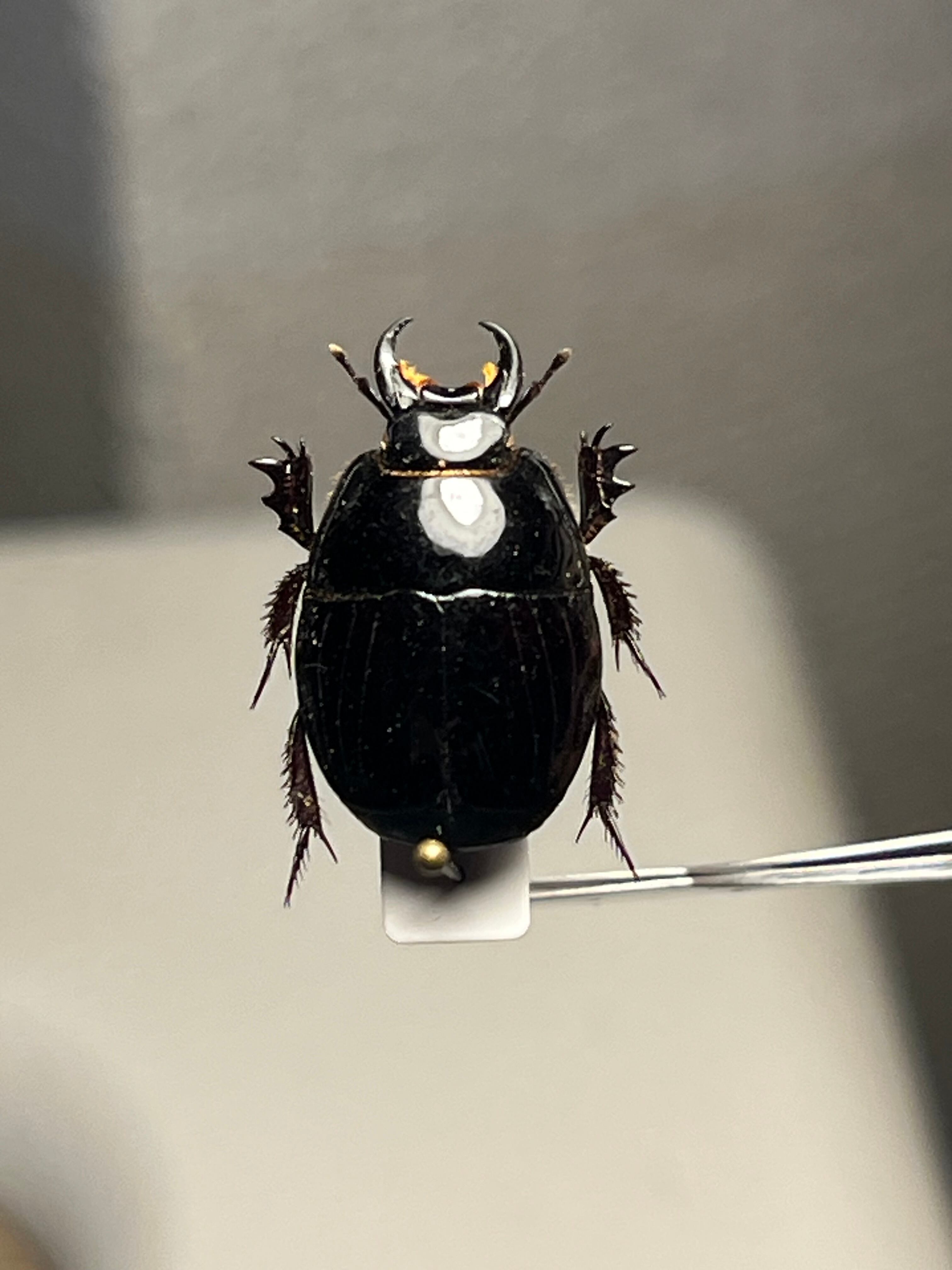 Zambia Histeridae　21mm Zambia Histeridae 21mm 【公式通販】