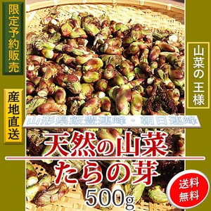 早期予約受付中 天然山菜 山菜の王様　タラの芽/５００ｇ 自然の恵み　限定予約販売　山形県飯豊連峰便 送料無料