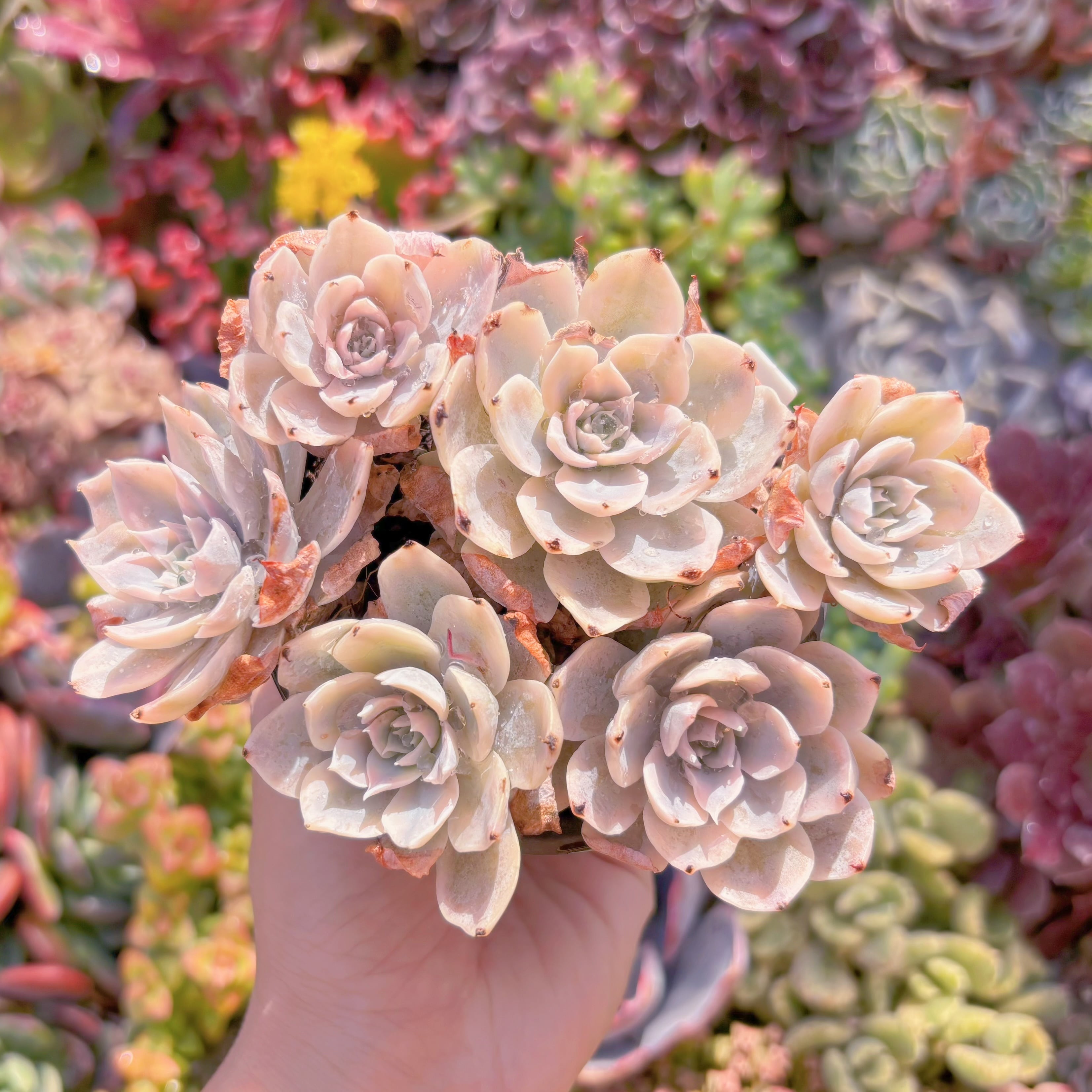 現品　サブセリス錦#514　るる農園