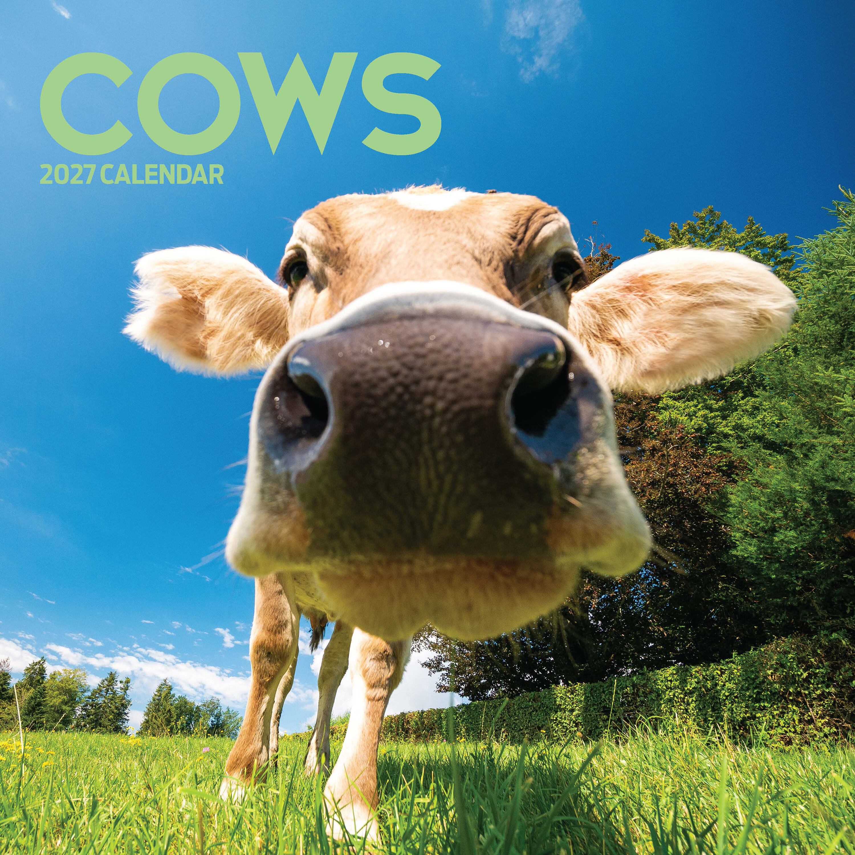 【2027年版】英国製カレンダー【Cows】 2027年版