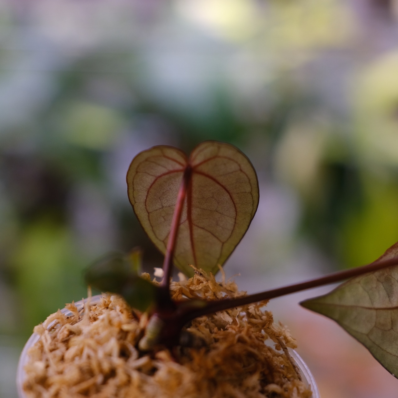 アンスリウム ドラヤキ × レッドクリスタリナム / Anthurium Dorayaki × Red Crystallinum④ / 観葉植物<育て方・花言葉>