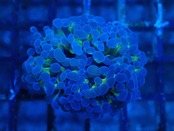 【一ヶ月熟成】ParaAncoraHologram 7