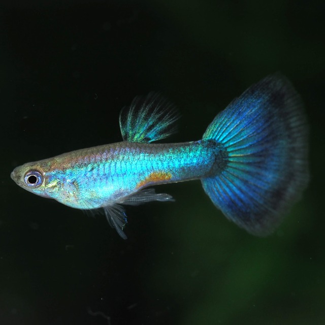 【セール】ラズリーブルーテールリボン　若魚1カルテット＋おまけ1ペア