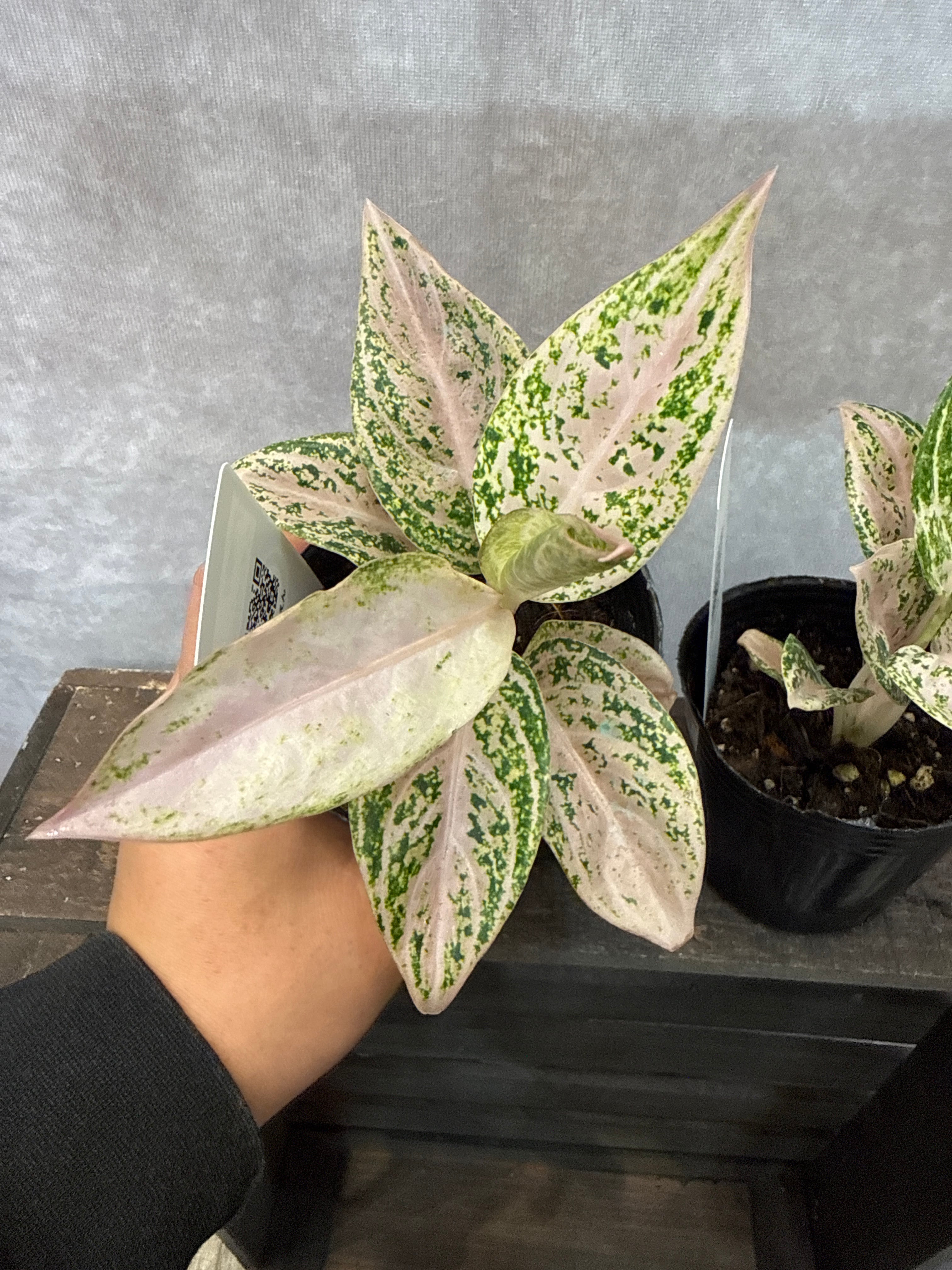 アグラオネマ　パープルマイティアラ B Aglaonema purple my tiara / パープルマイティアラ | Gardenえん