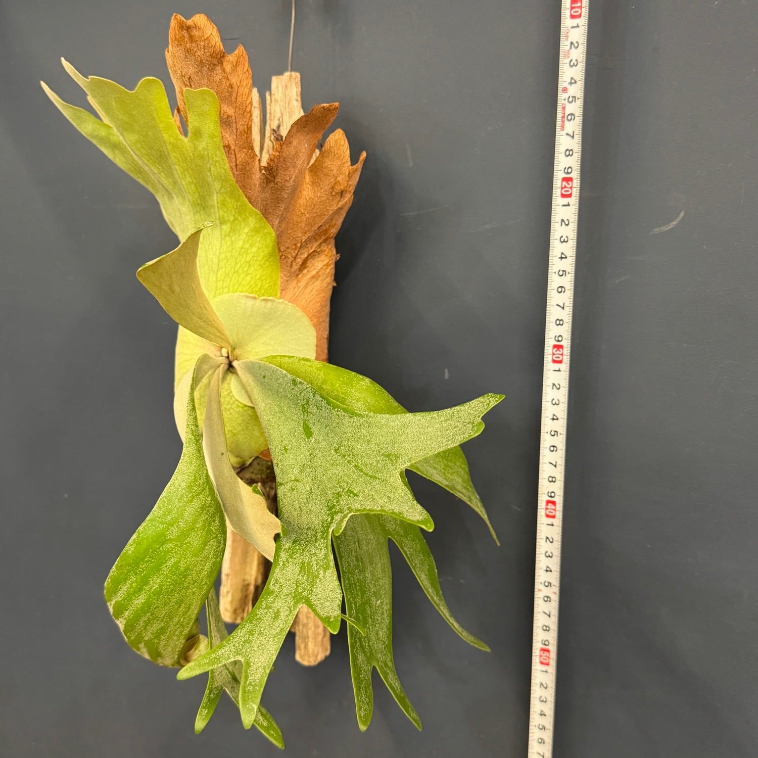 ビカクシダ Platycerium willinckii 板付け【347】 | PROTOLEAF プロト