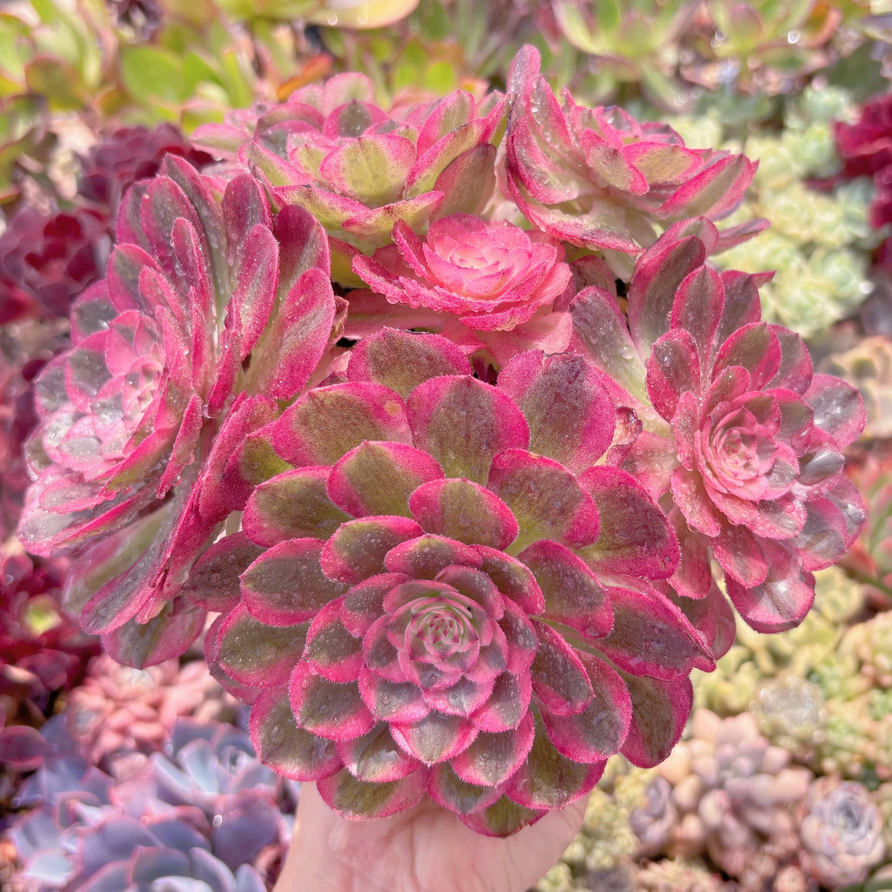 現品　ハロウィン白錦#558　特大群生　新入荷　るる農園