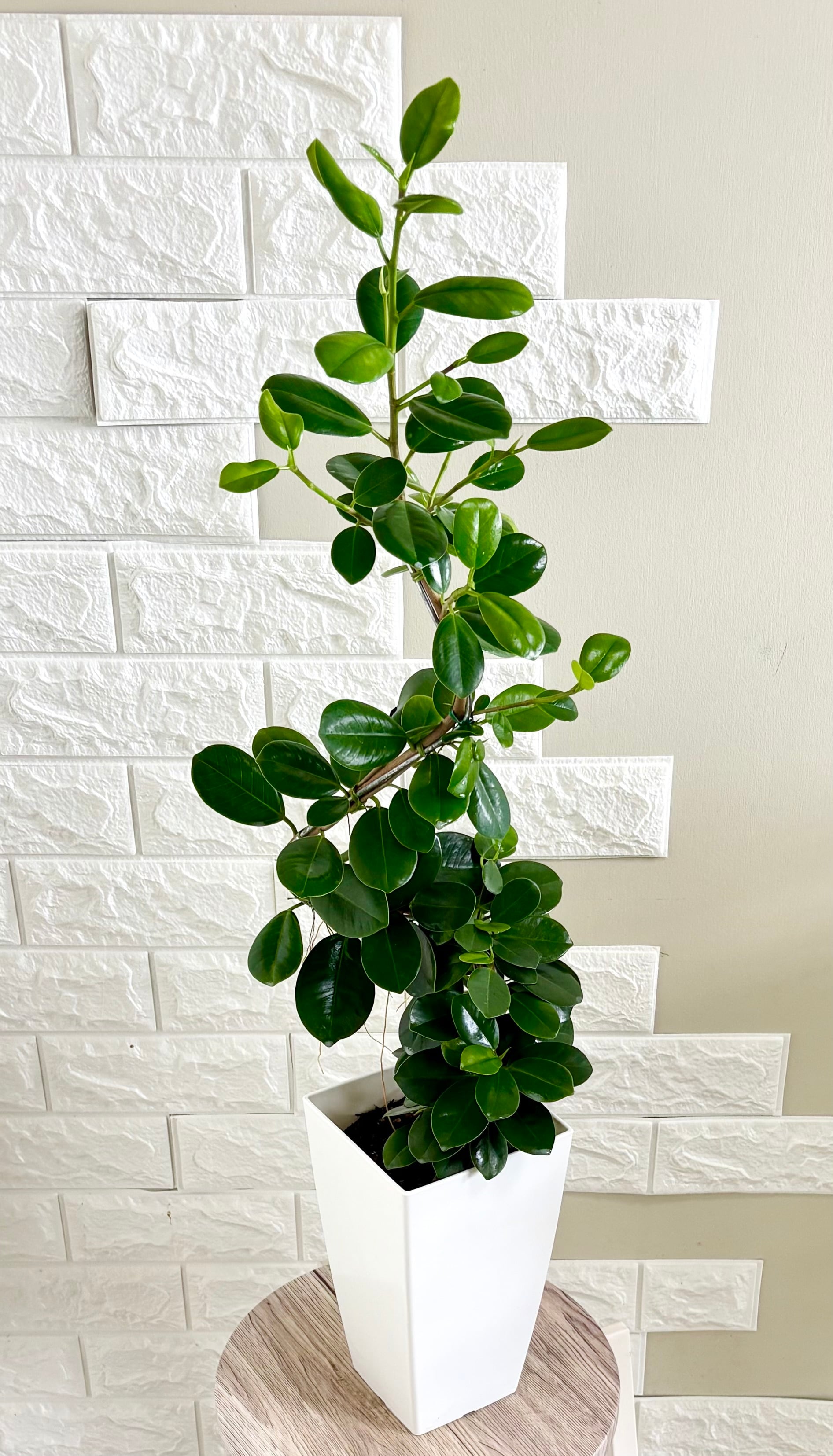現品】エバーフレッシュ 螺旋状曲がり樹形 7号鉢 観葉植物 | 観葉植物