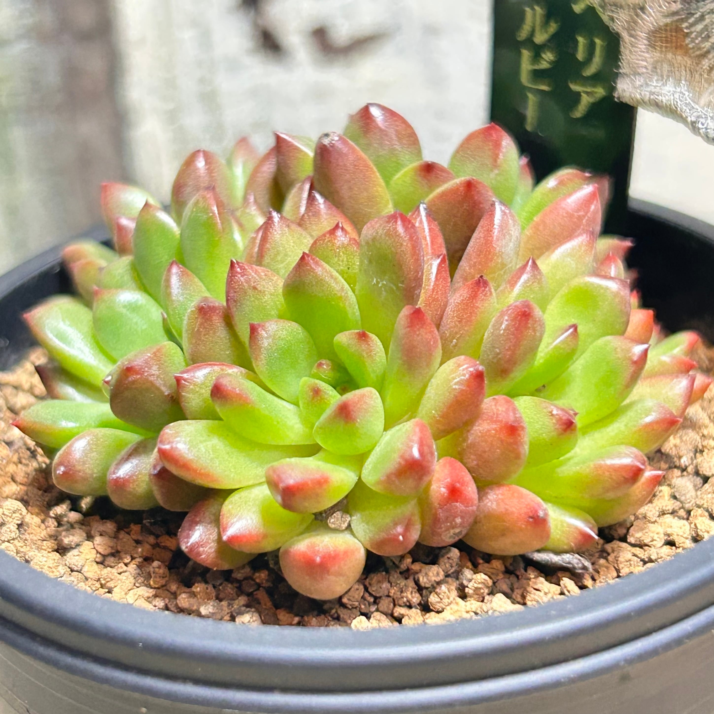 ピンクルルビー | RuPo 多肉植物専門店
