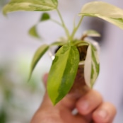 Philodendron Radiatum x Florida Beauty x Mayoi / フィロデンドロン