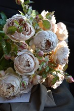 バラ大苗　＜ロサ・オリエンティス・プログレッシオ＞　ルクソール　７号鉢