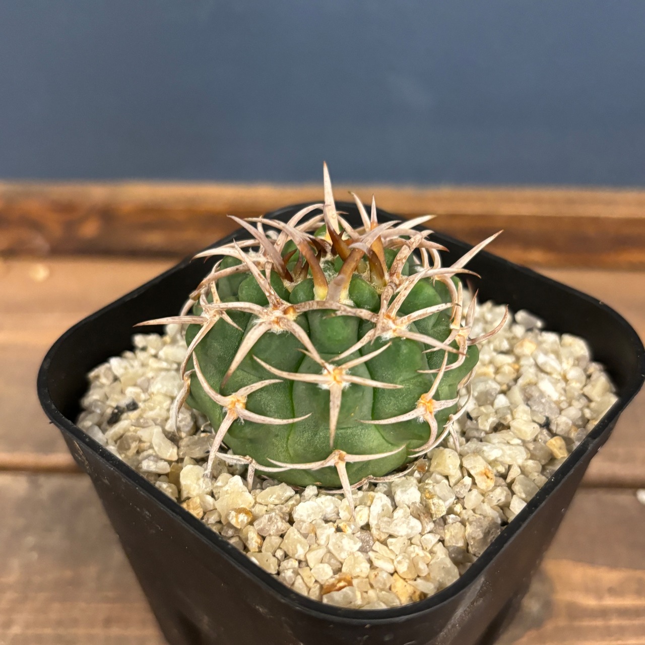 サボテン ギムノカリキュウム フェロシオール【113】