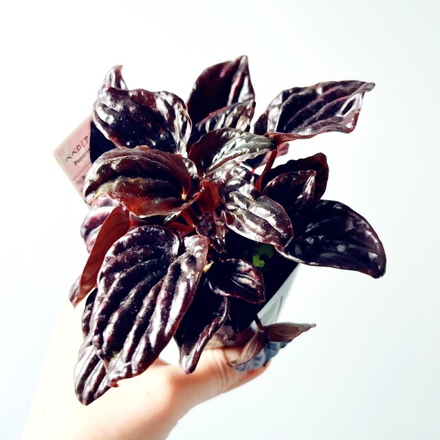 レアペペロミア5点セット 寄せ植えやリースに 観葉植物 calm cafe