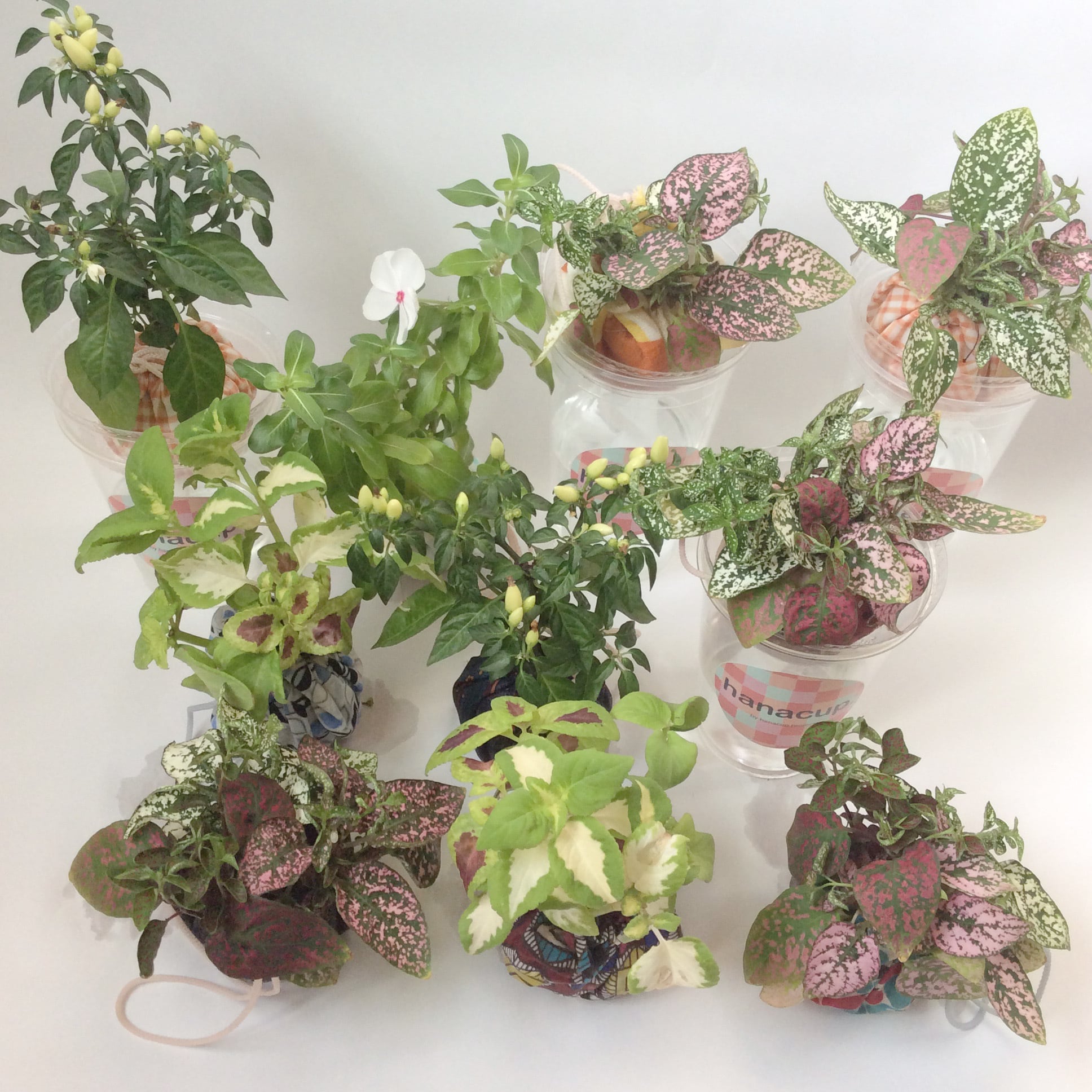 お任せ10個組み合わせ | hanacup