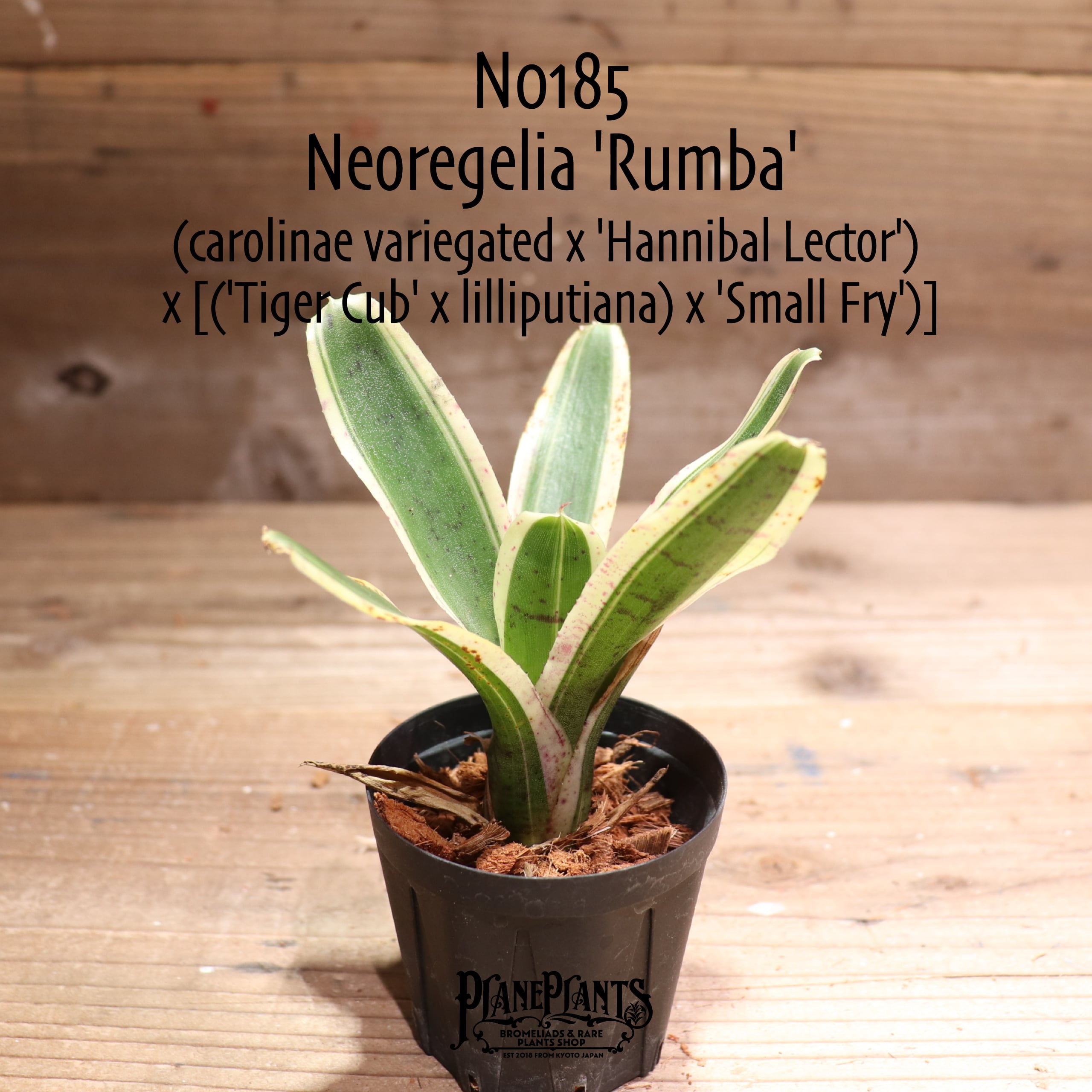 送料無料】Neoregelia 'Rumba'〔ネオレゲリア〕現品発送N0185 | plane