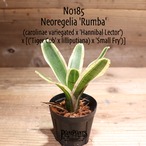 【送料無料】Neoregelia 'Rumba'〔ネオレゲリア〕現品発送N0185