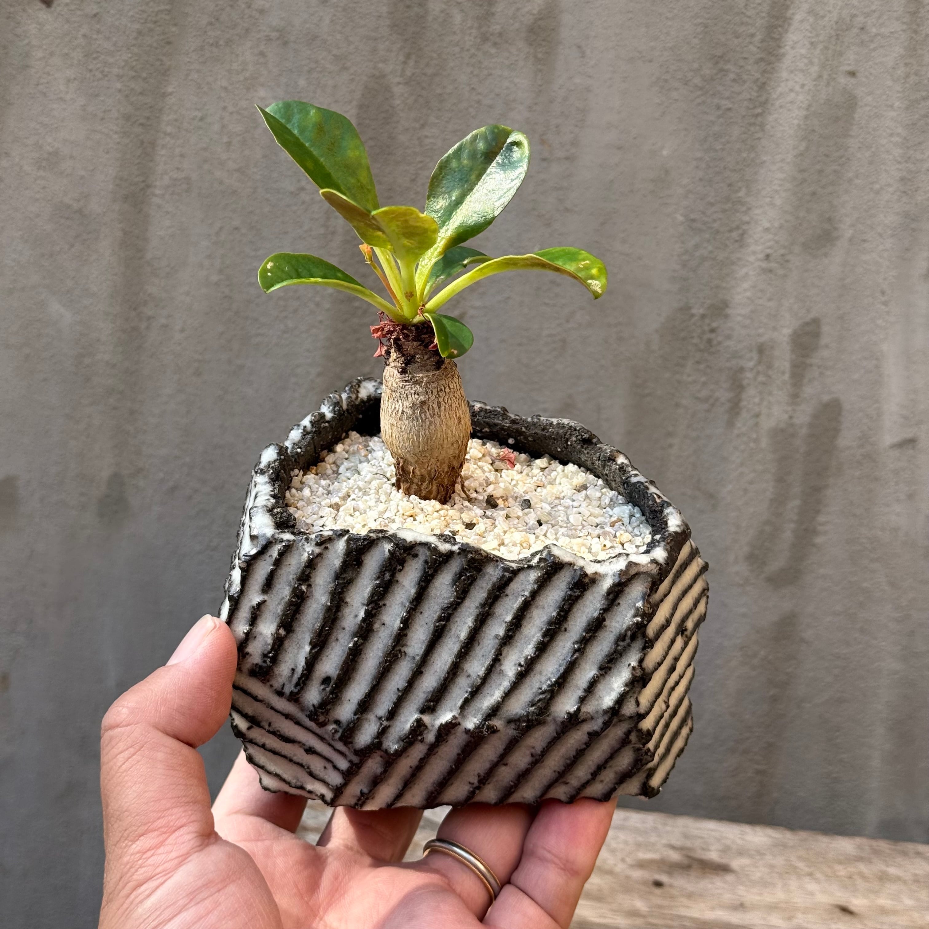 A-PLANTS
