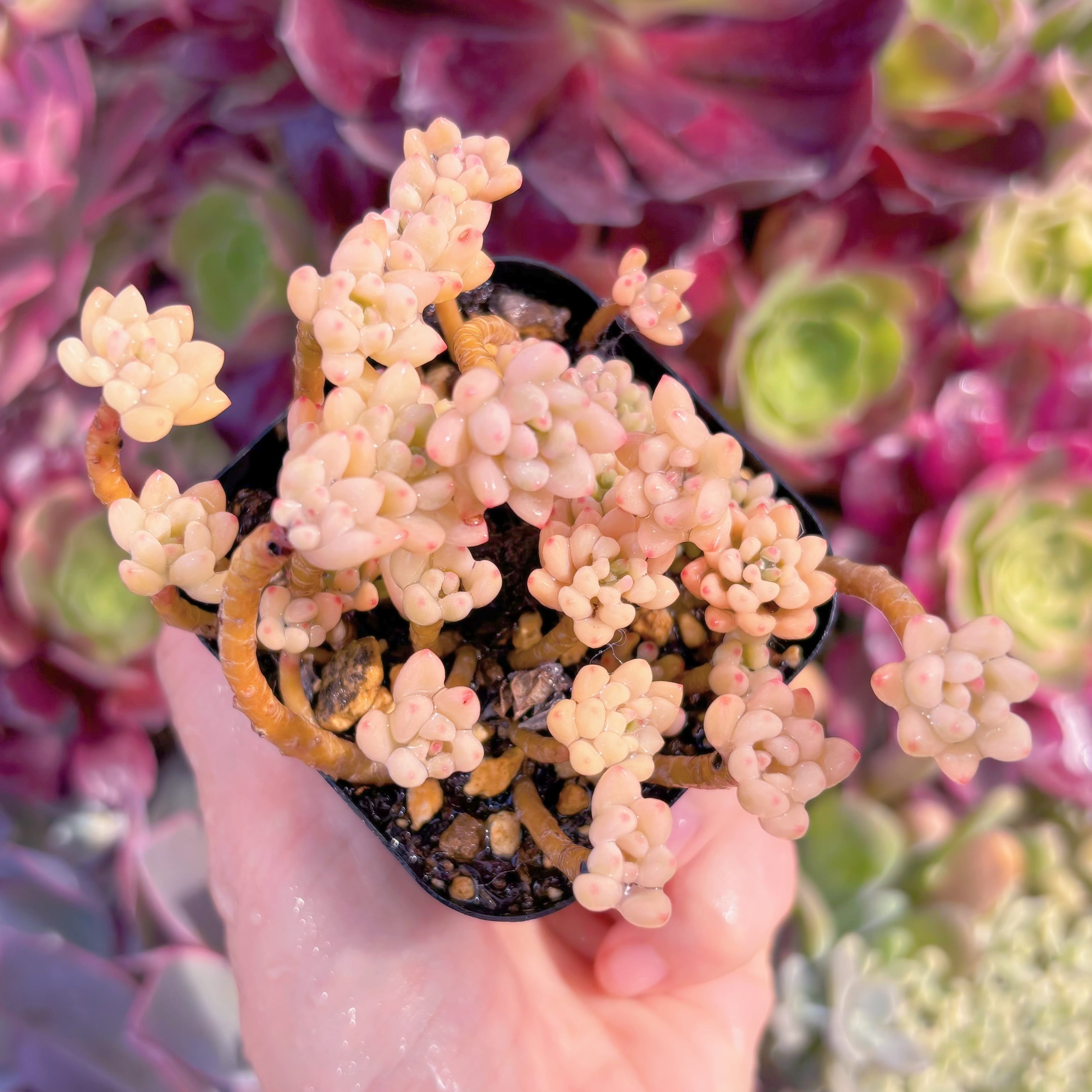 現品　ブルービーン錦#F011　るる農園