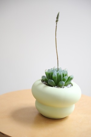 【S】ハオルチア オブツーサ/Haworthia obtusa