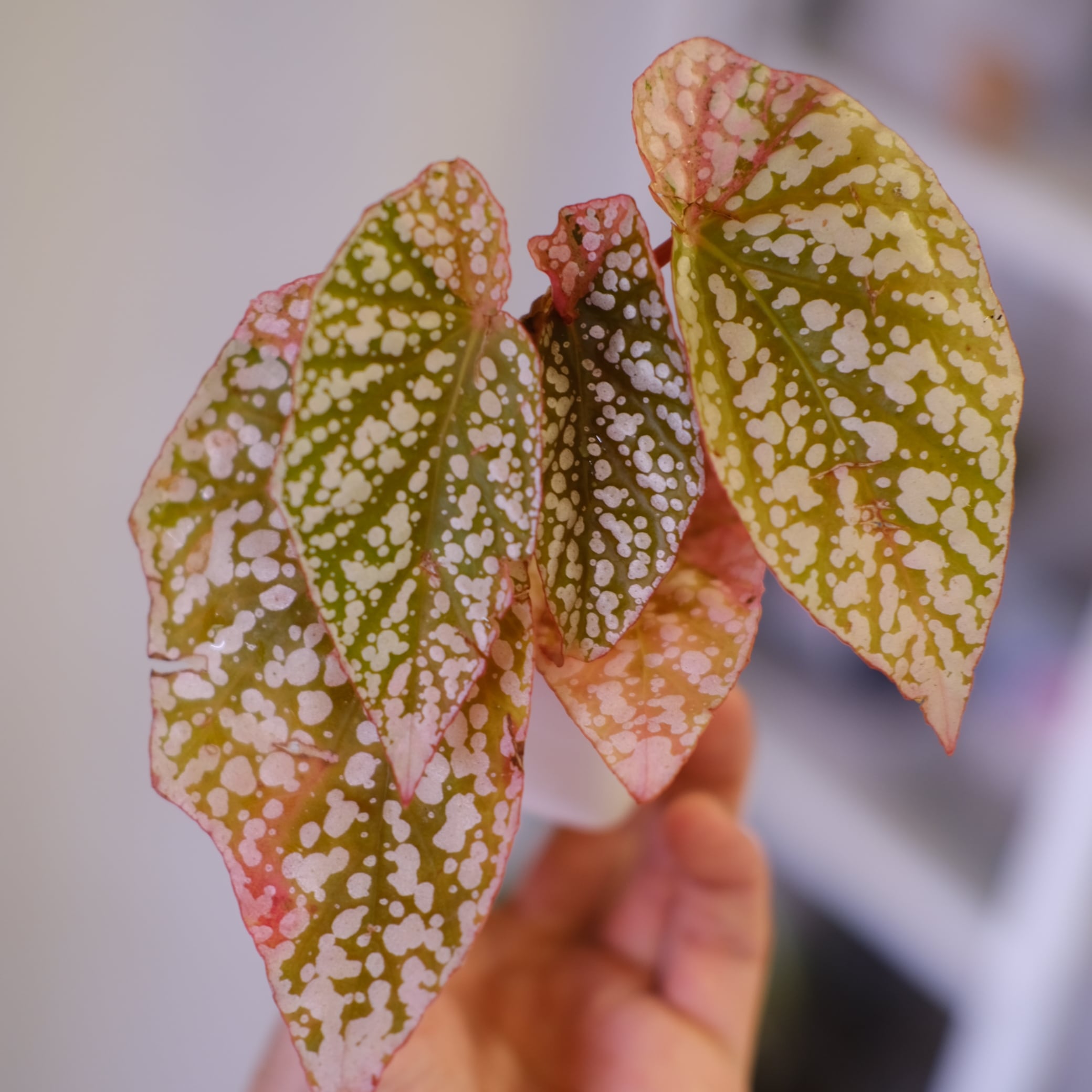 ベゴニア　スノーキャップ斑入り Begonia Snow Capped Variegata④｜ベゴニア スノーキャップド 斑入り