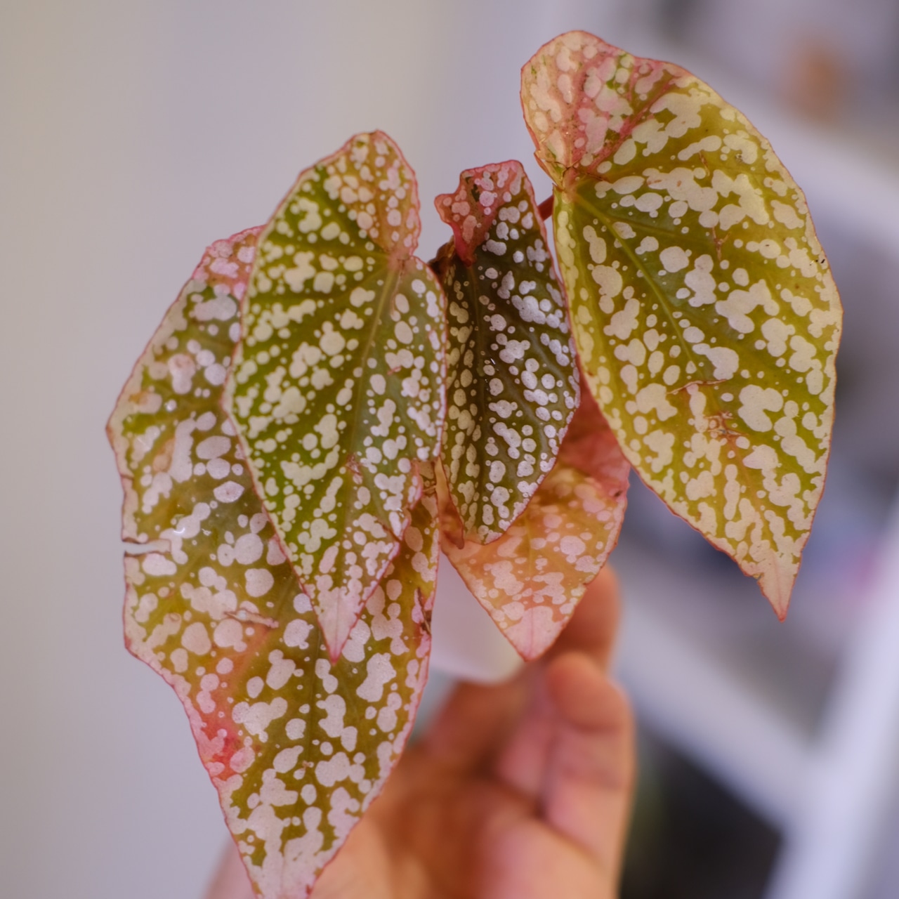Begonia Snow Capped Variegata④｜ベゴニア スノーキャップド 斑入り②｜観葉植物
