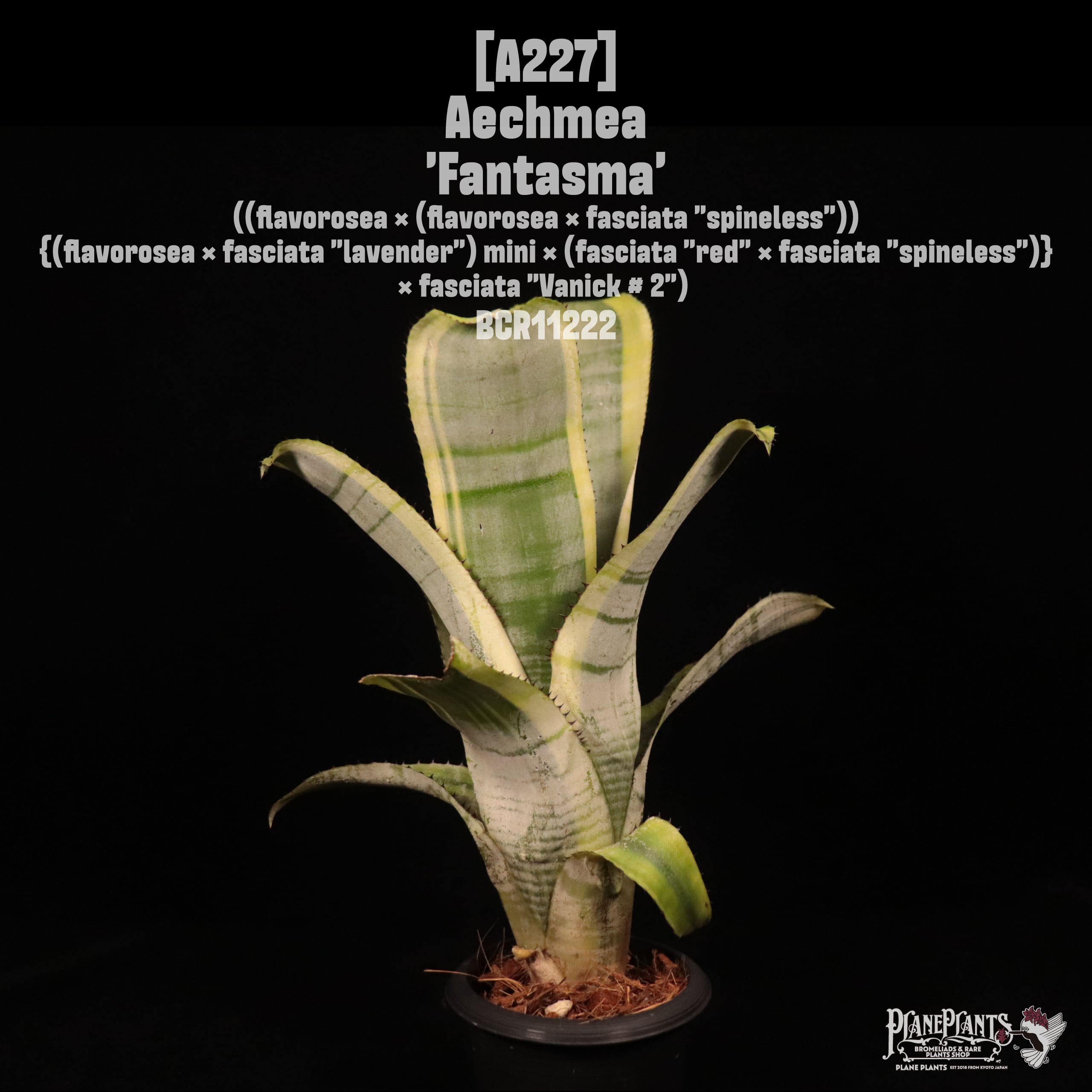 Aechmea 'Fantasma'〔エクメア〕A227