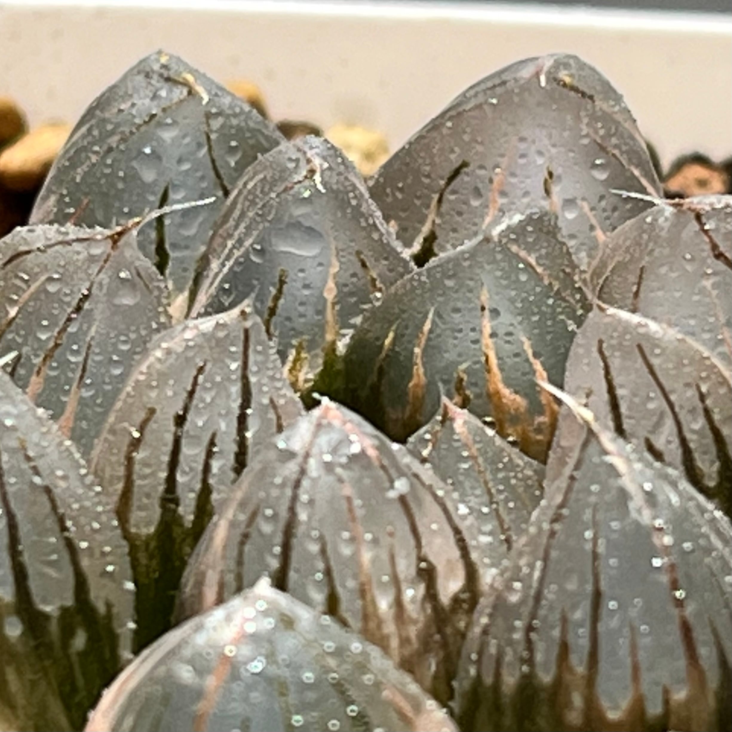 ハオルチア 黒玉露錦 ローズゴールド | mocono_plants