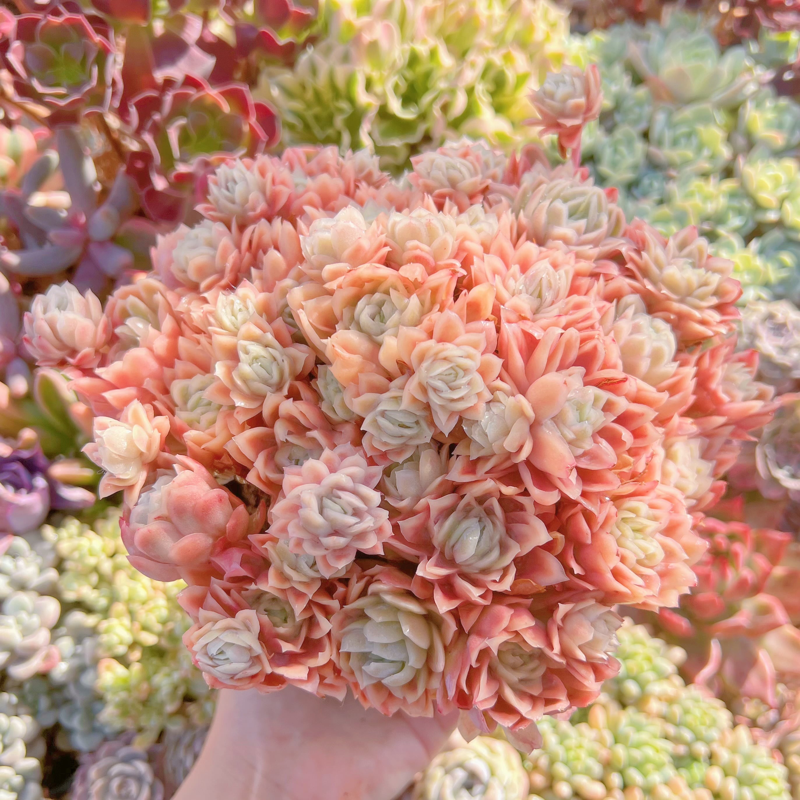 現品　クィーンローズ覆輪錦#281　特特大群生　新入荷