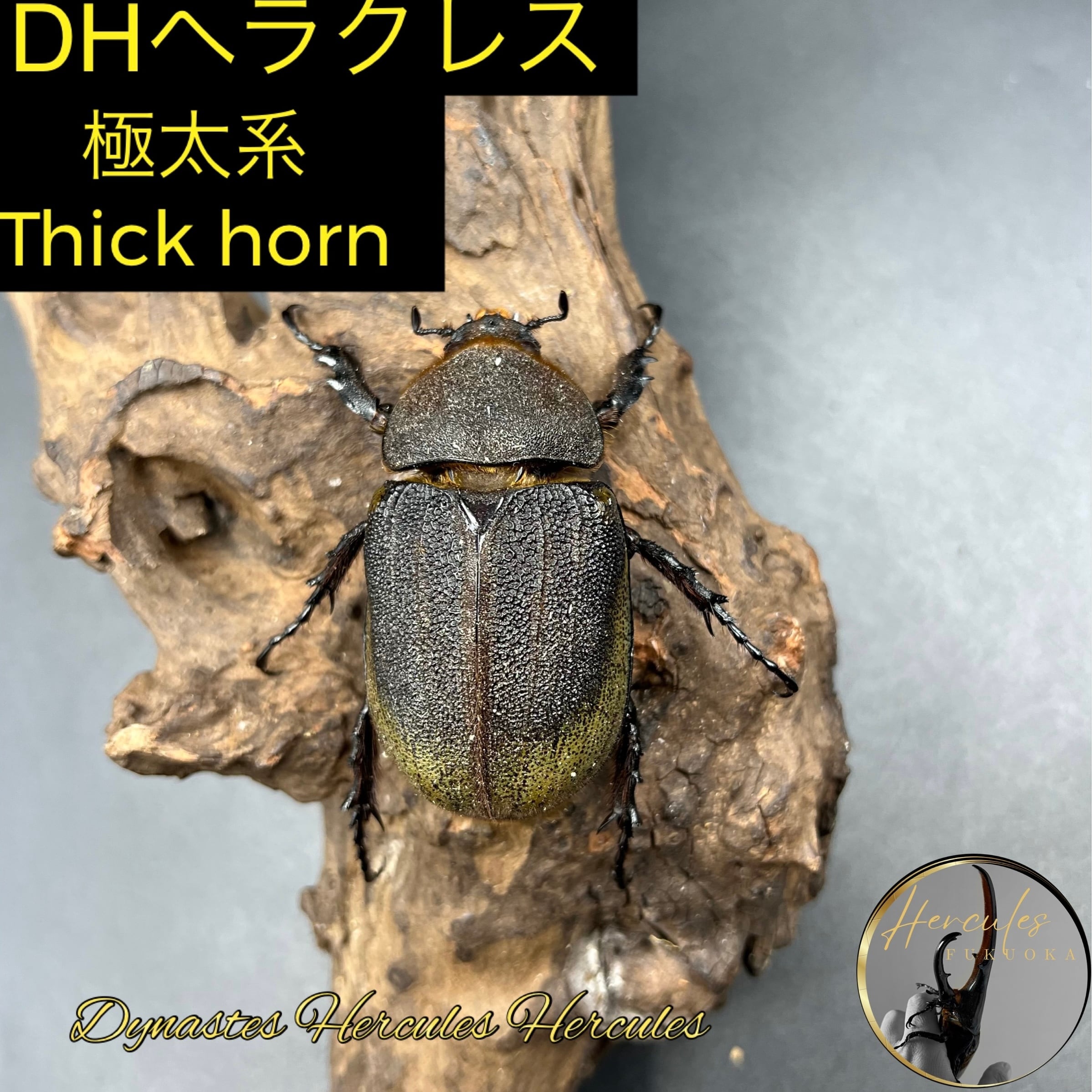 ホワイトアイ血入】DHヘラクレス幼虫/1匹から〜/ white eyes ホワイトアイ血入】DHヘラクレス幼虫/1匹から〜/ white eyes