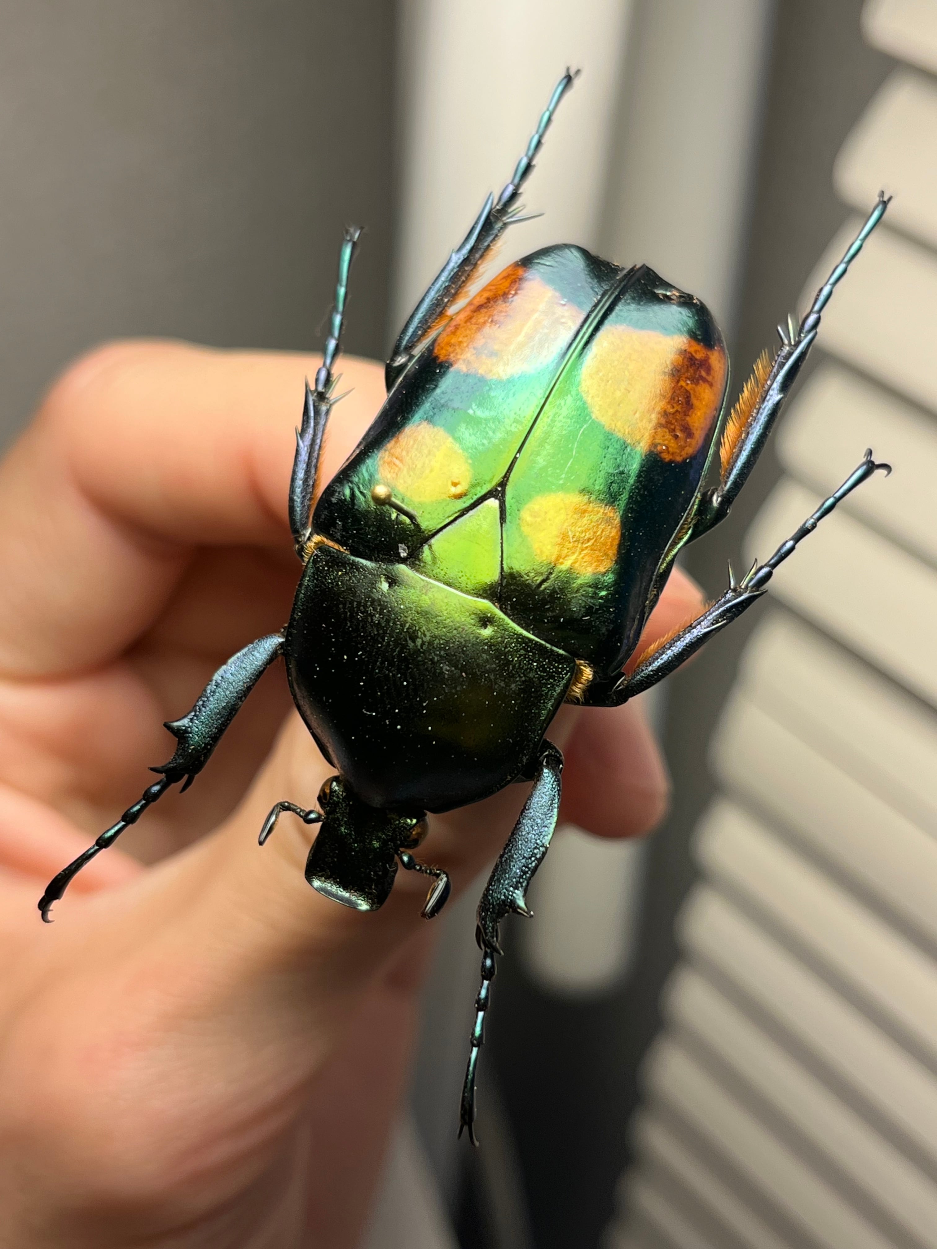 47mm♀】ラッケリーテナガカナブン 標本ウグイスコガネカメムシ