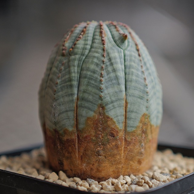 美模様 たまご型 オベサ / 良型 木質化 ユーフォルビア