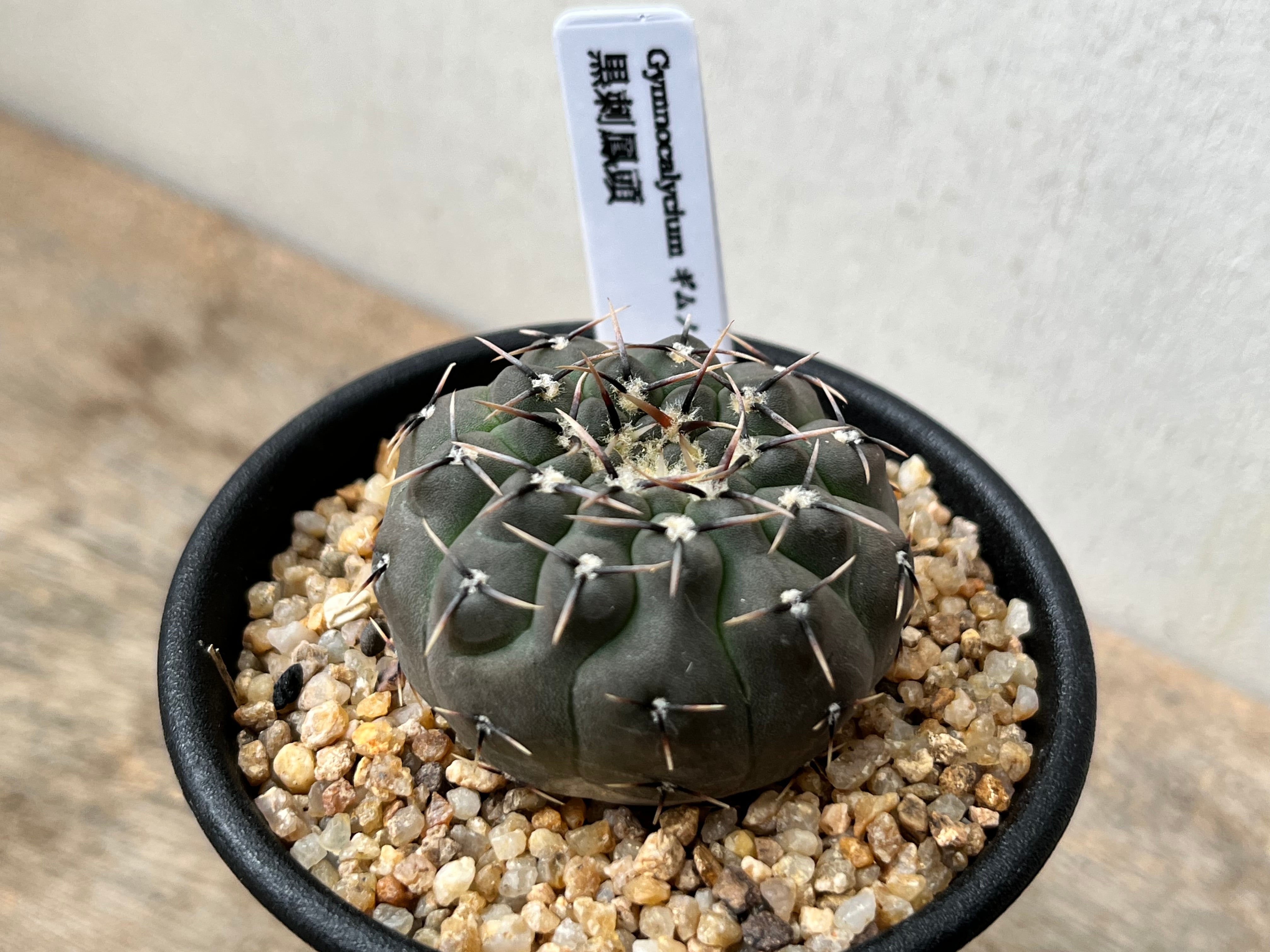 Gymnocalycium asterium　ギムノカリキュウム　黒刺鳳頭　サボテン | plants MARU ー  多肉植物・サボテン・園芸グッズのお店 ー powered by BASE