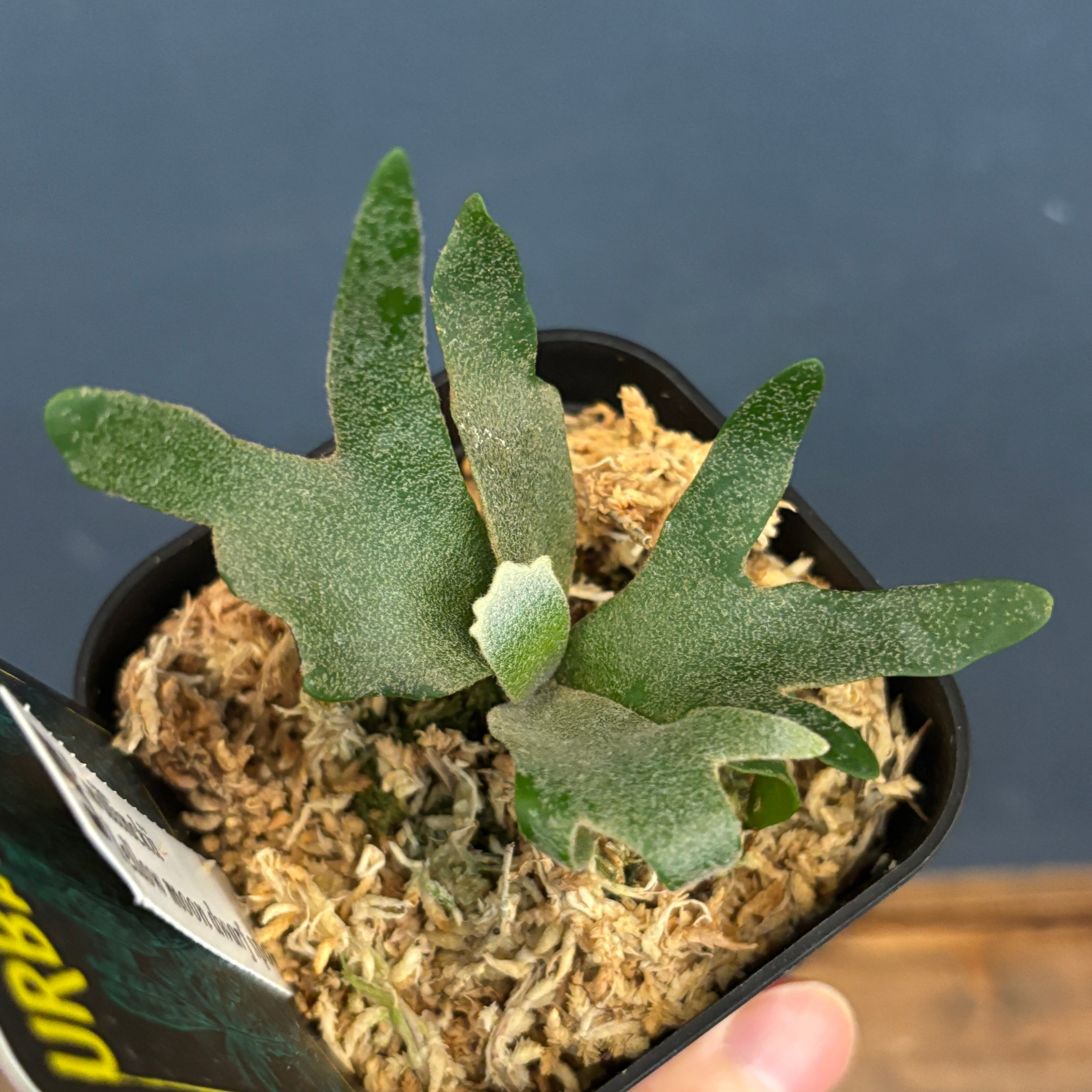 ビカクシダ イエロームーン ドワーフ spore TC (P.willinckii