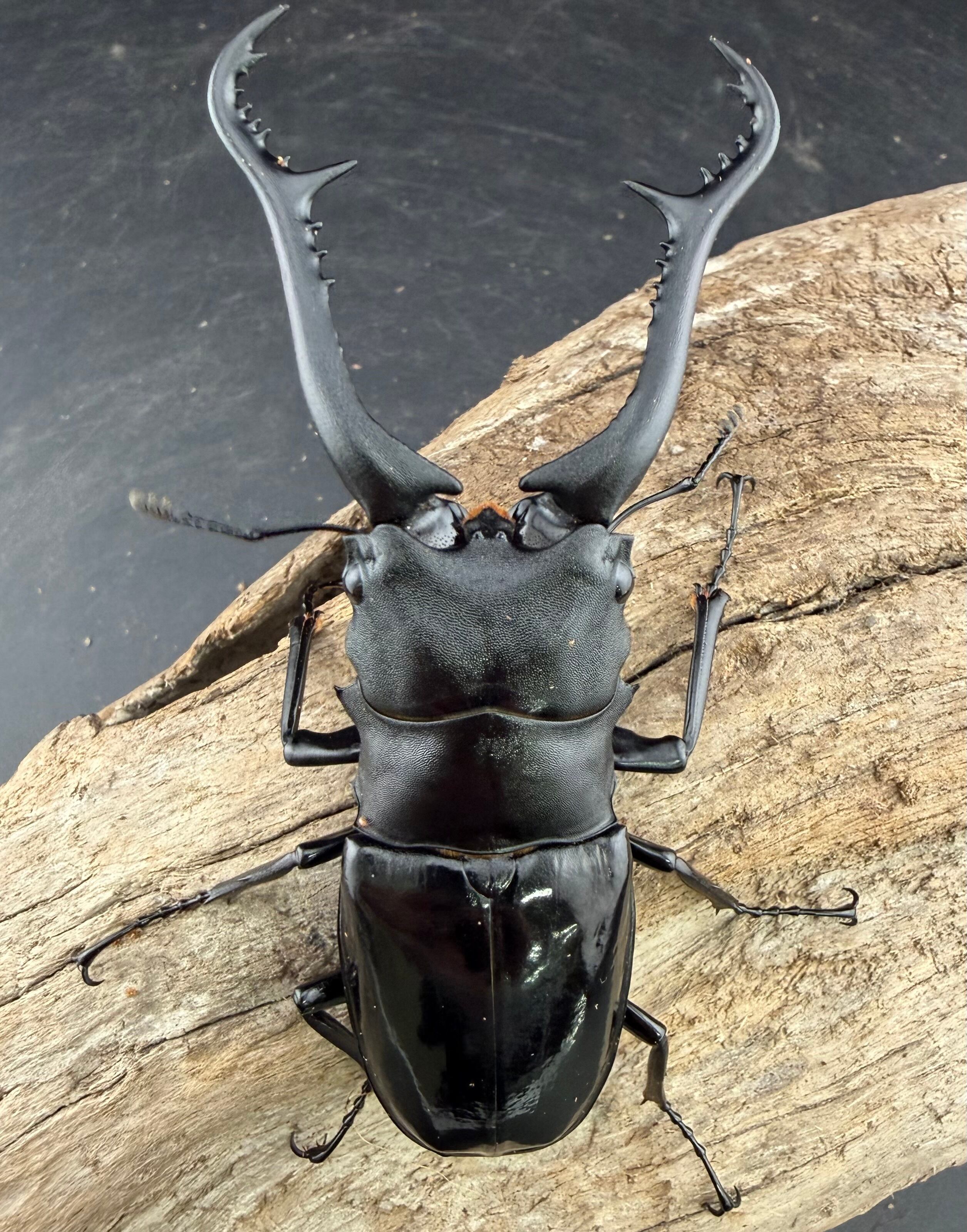 WD】《 ギラファノコギリ亜種マキタイ カシブ島産 93.5mm ペア》 | KPW