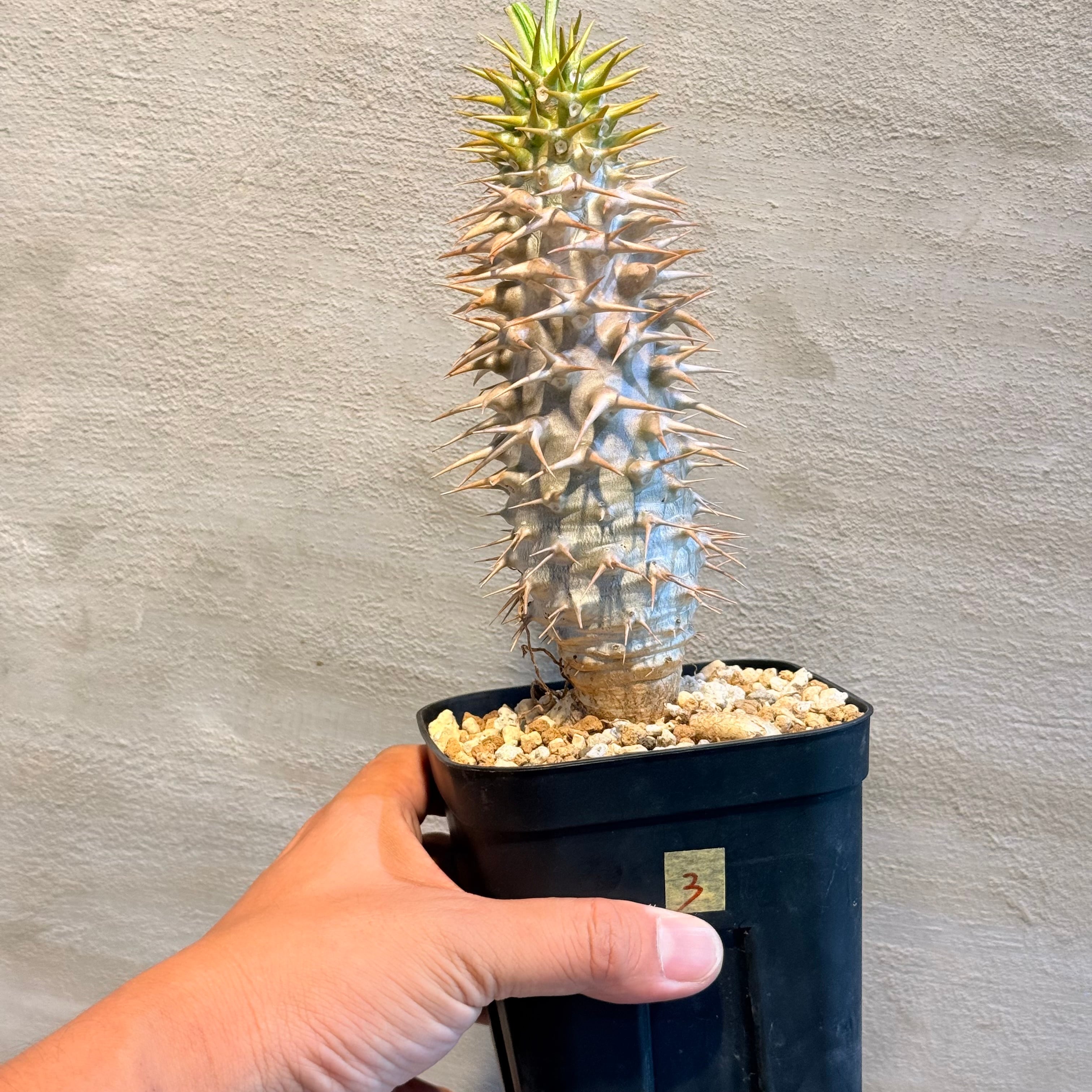 パキポディウム　アンボンゲンセ国内実生株 パキポディウム・アンボンゲンセ 実生【A56】 Pachypodium ambongense