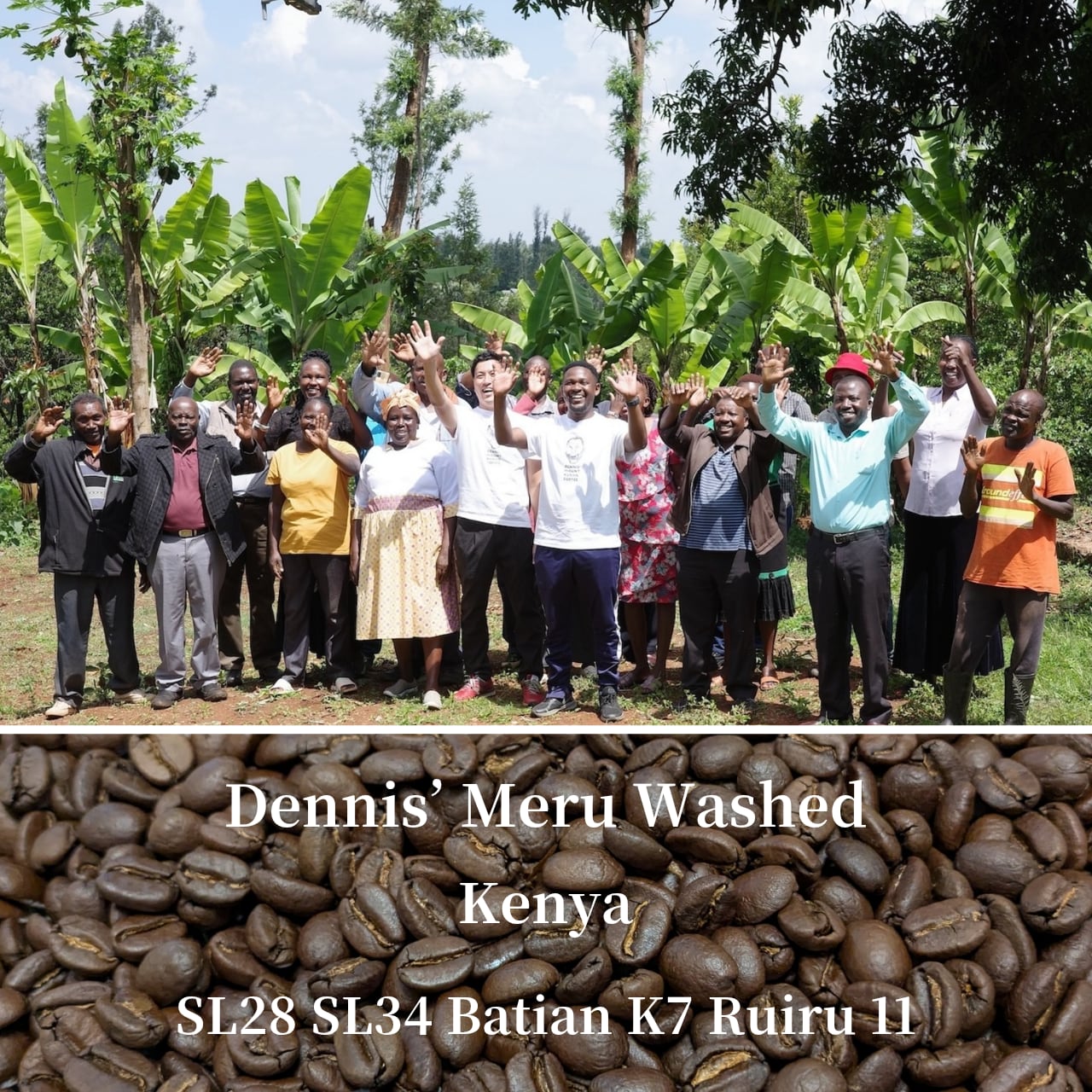 クリーンで甘いケニア|Dennis’ Meru Washed(深煎り)コーヒー豆/粉