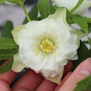 WS26-028 クリスマスローズ ウィンターシンフォニー レ・フレールホワイト