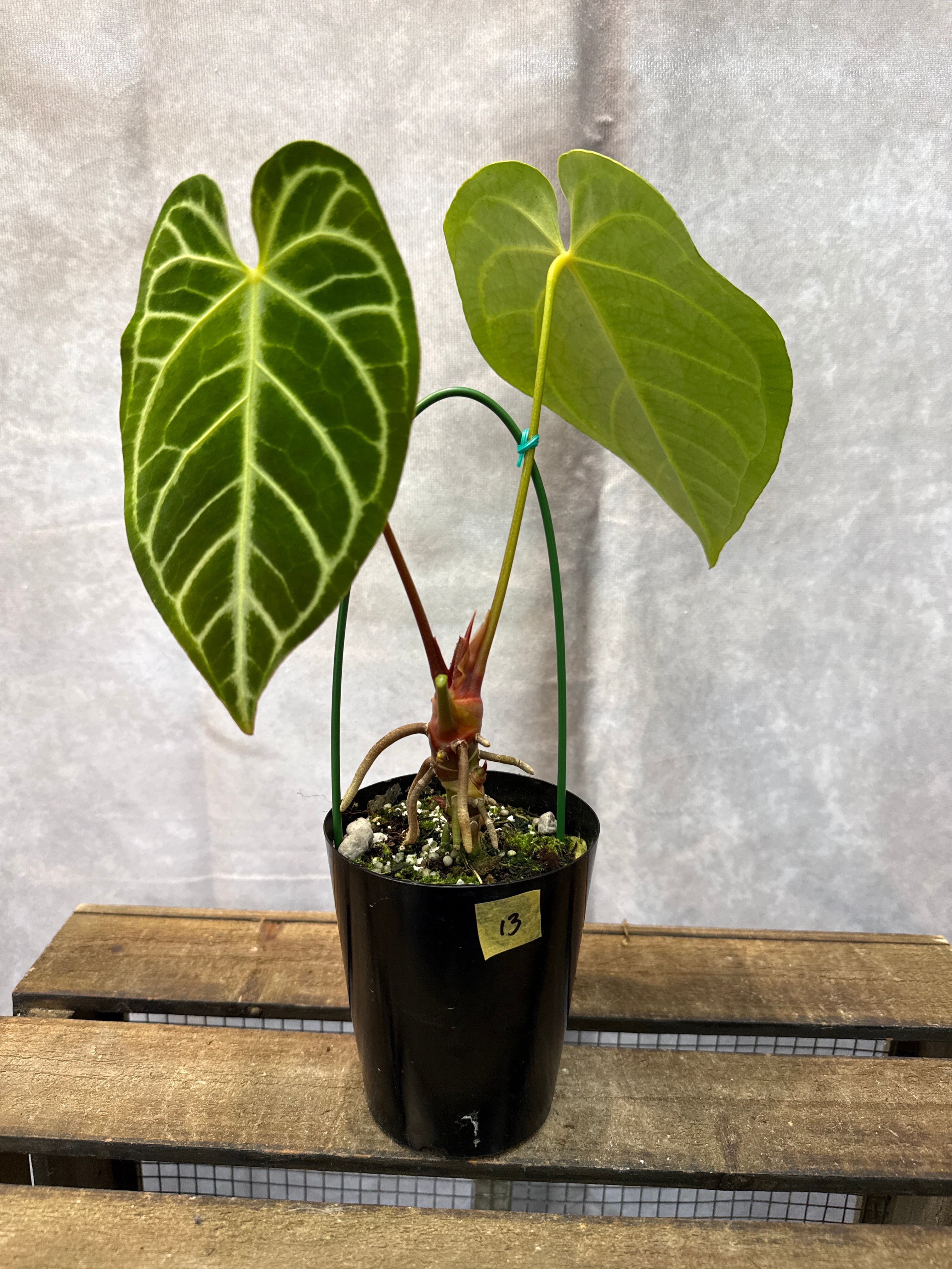 13 アンスリウム クリスタリナム | Gardenえん 【観葉熱帯植物】