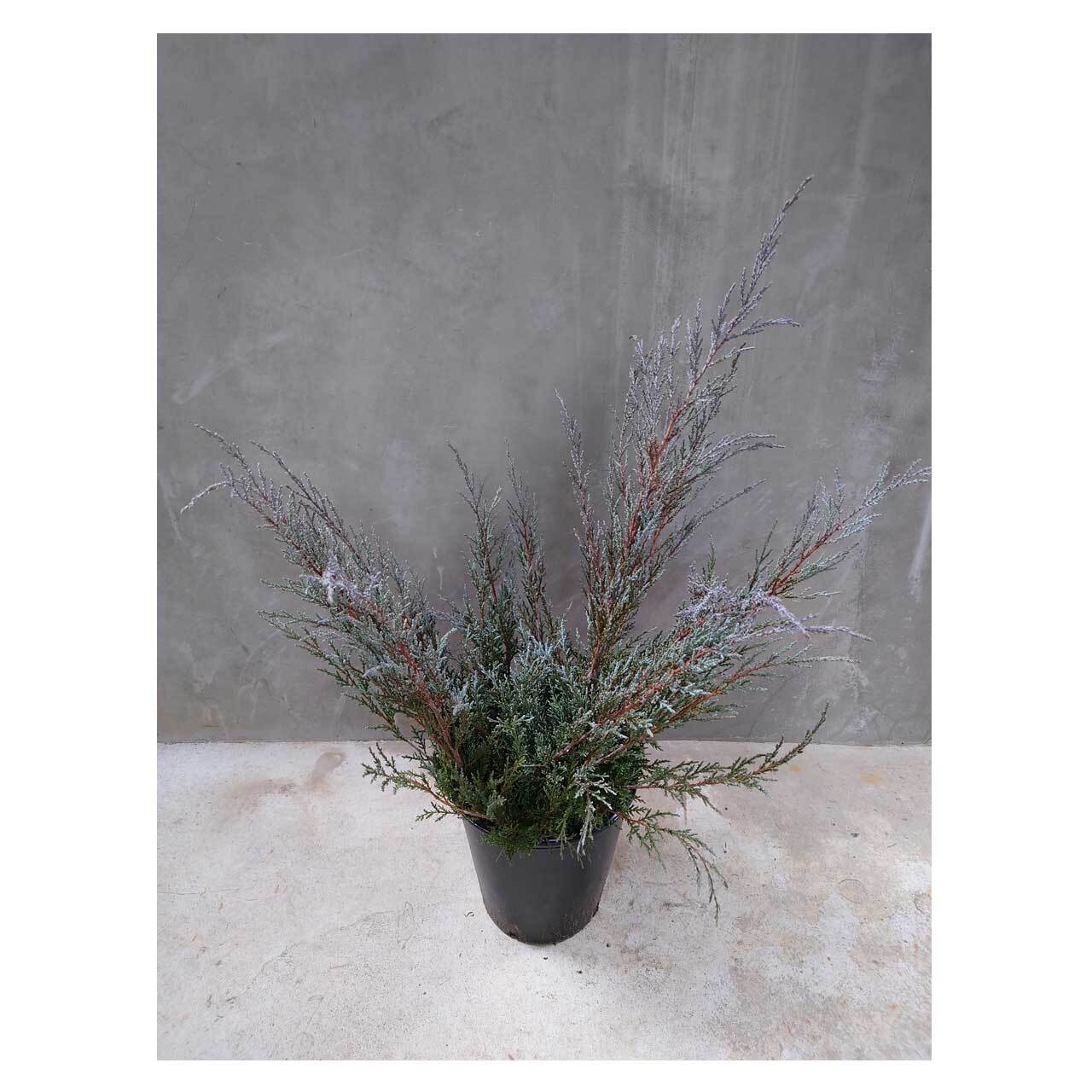 Juniperus horizontalis 'Hughes' | Seeding