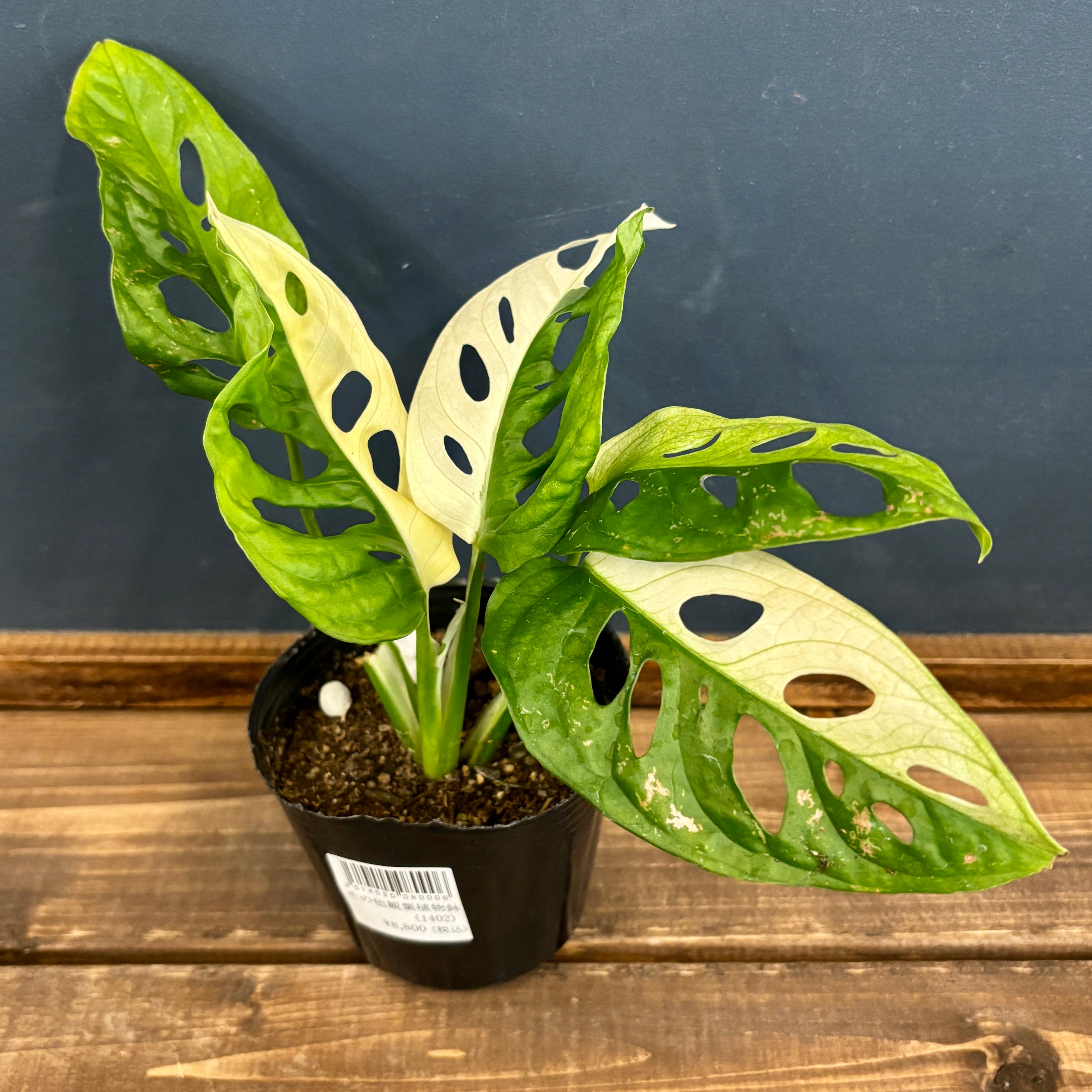 モンステラ マドカズラ 斑入り【348】 | PROTOLEAF プロトリーフ 