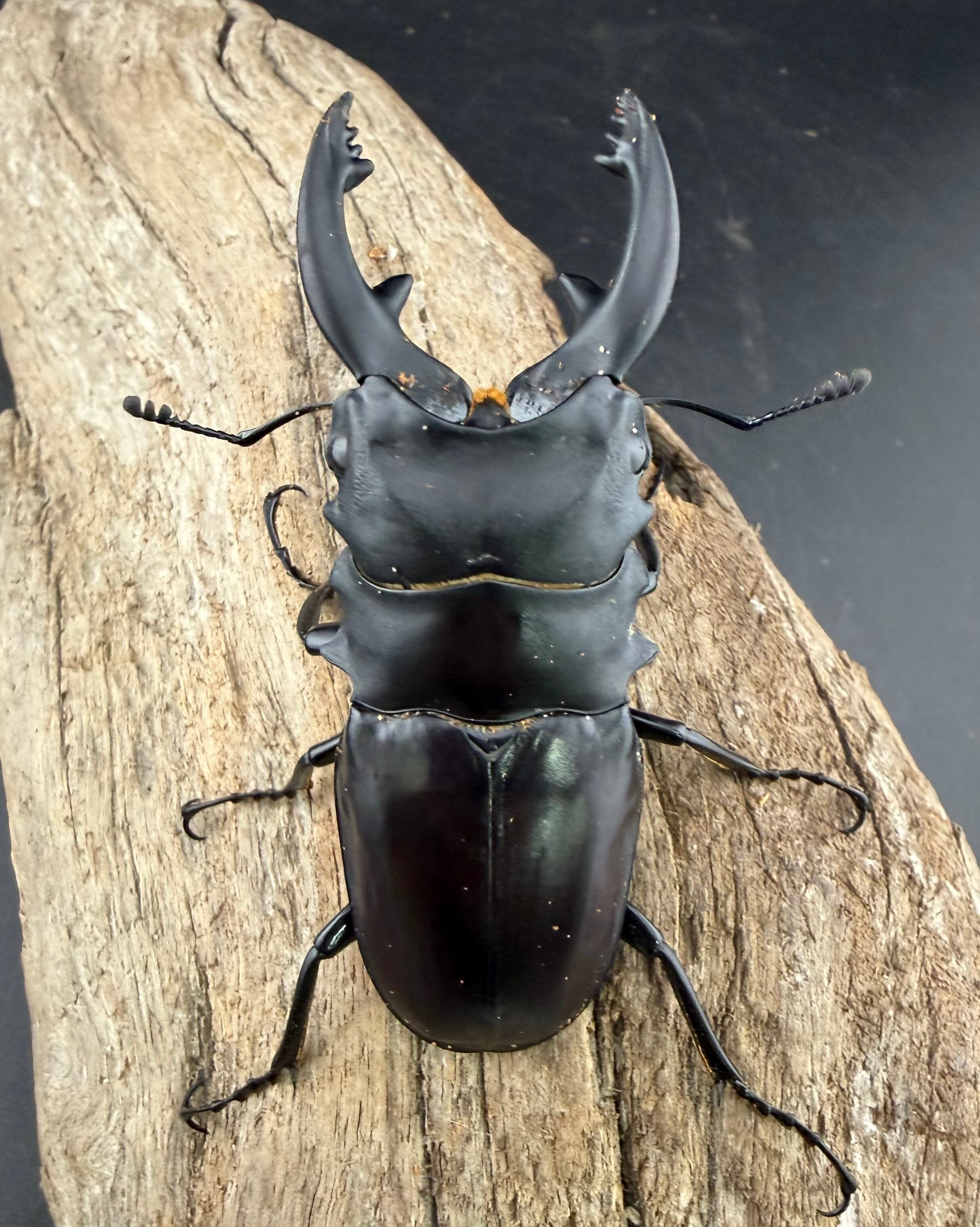 WD】《アルケスツヤクワガタ 78.5mm ペア》 | KPW公式オンラインショップ