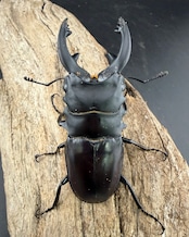 【WD】《アルケスツヤクワガタ 78.5mm ペア》