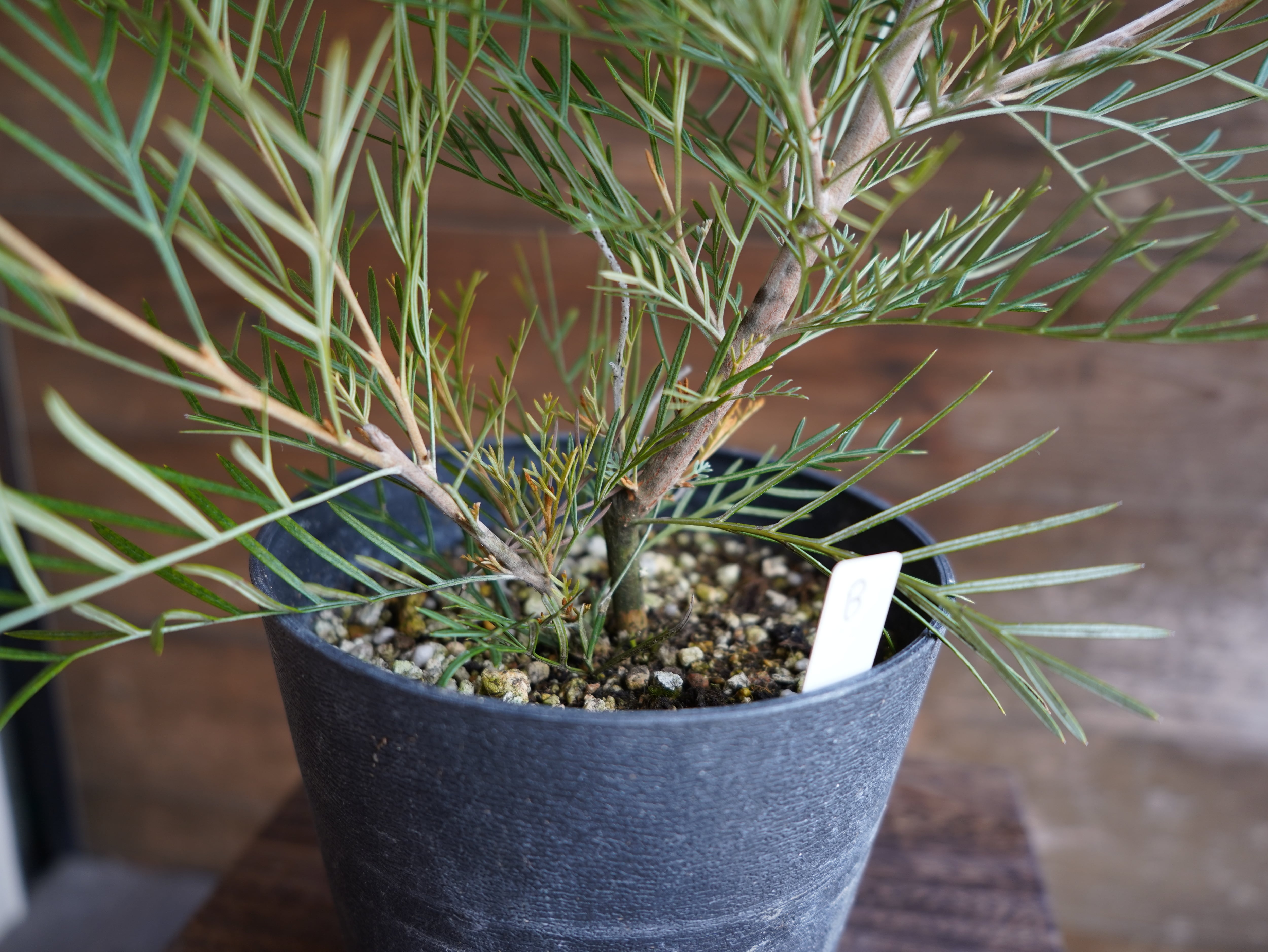 【現物】グレビレア　”アイボリーホイップ”　B